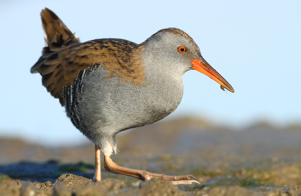 Water Rail