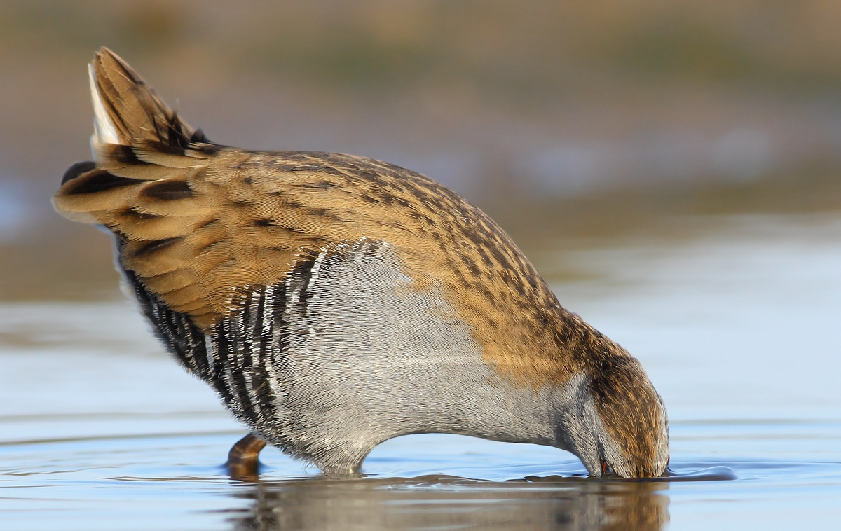 Water Rail