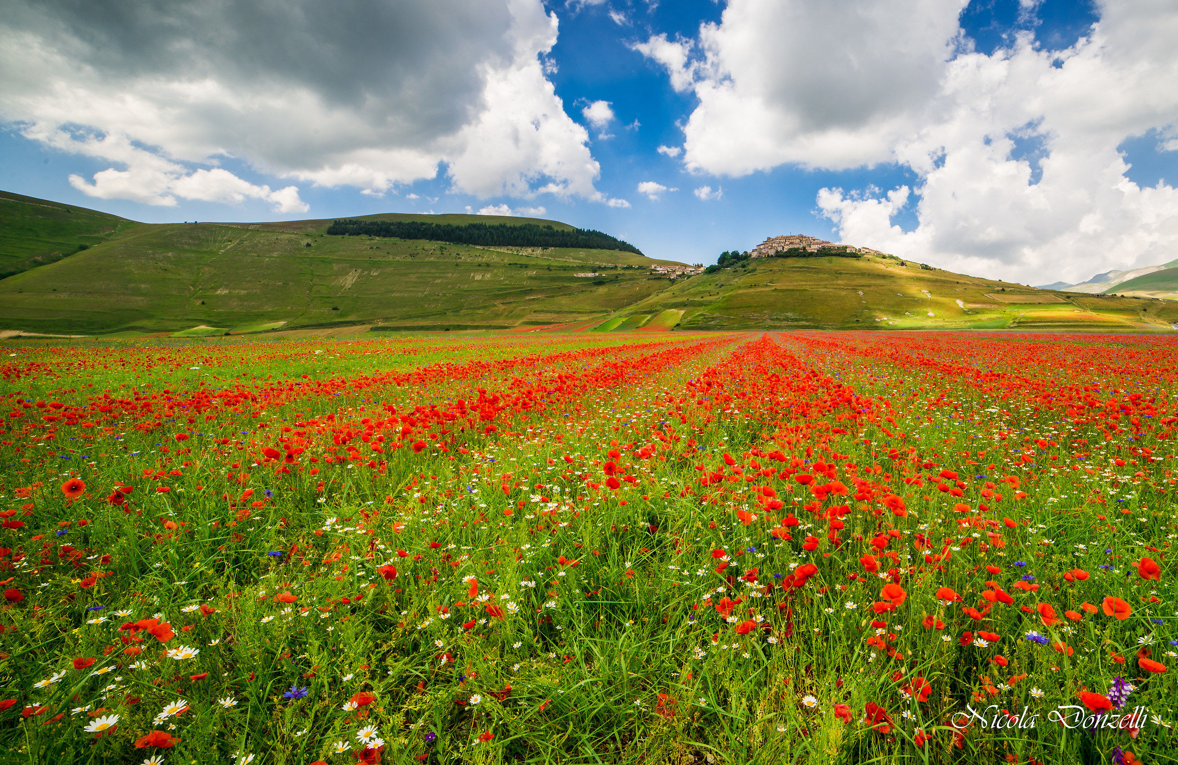 Fioritura Castelluccio