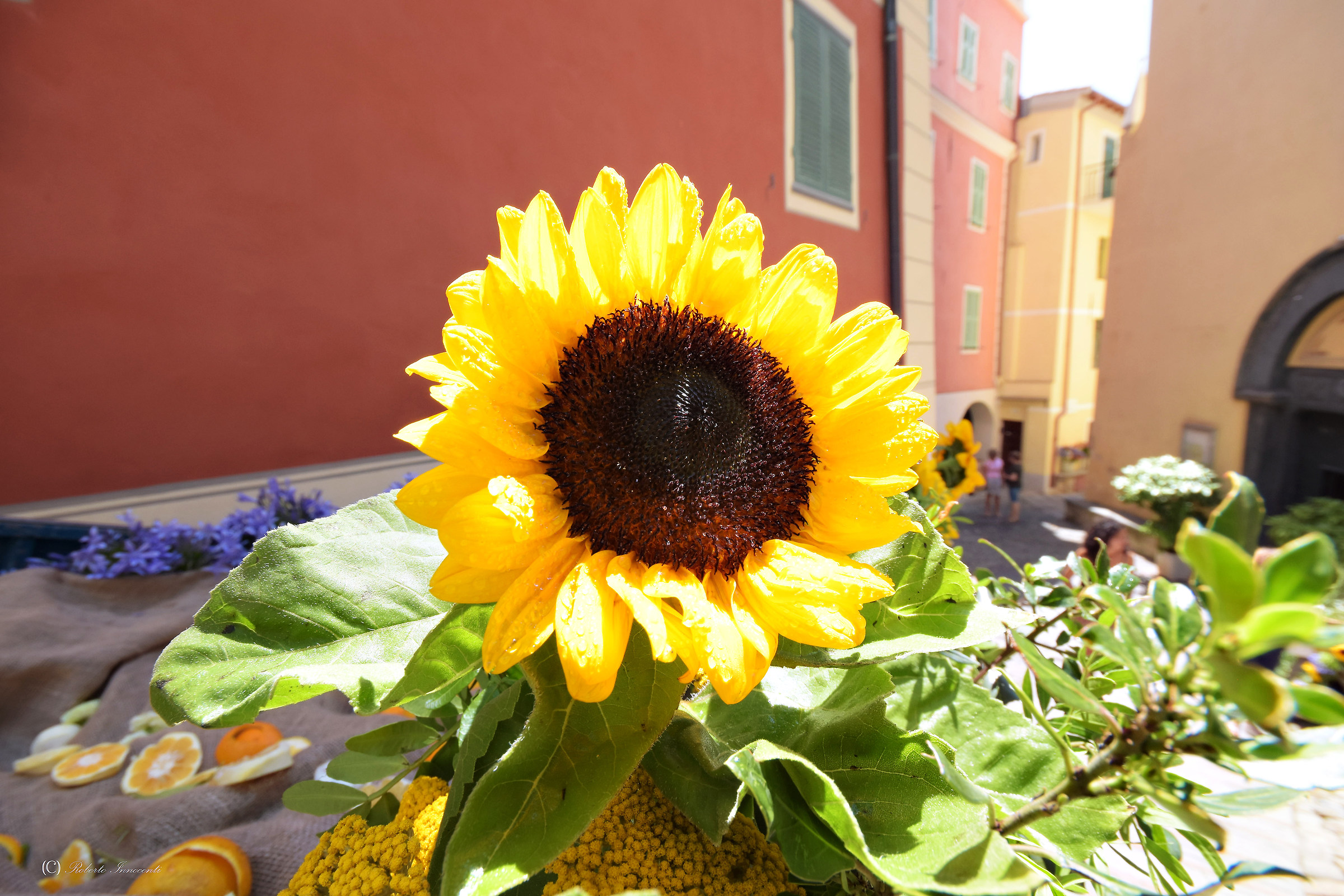 Ape in fiore,Vallebona (im)