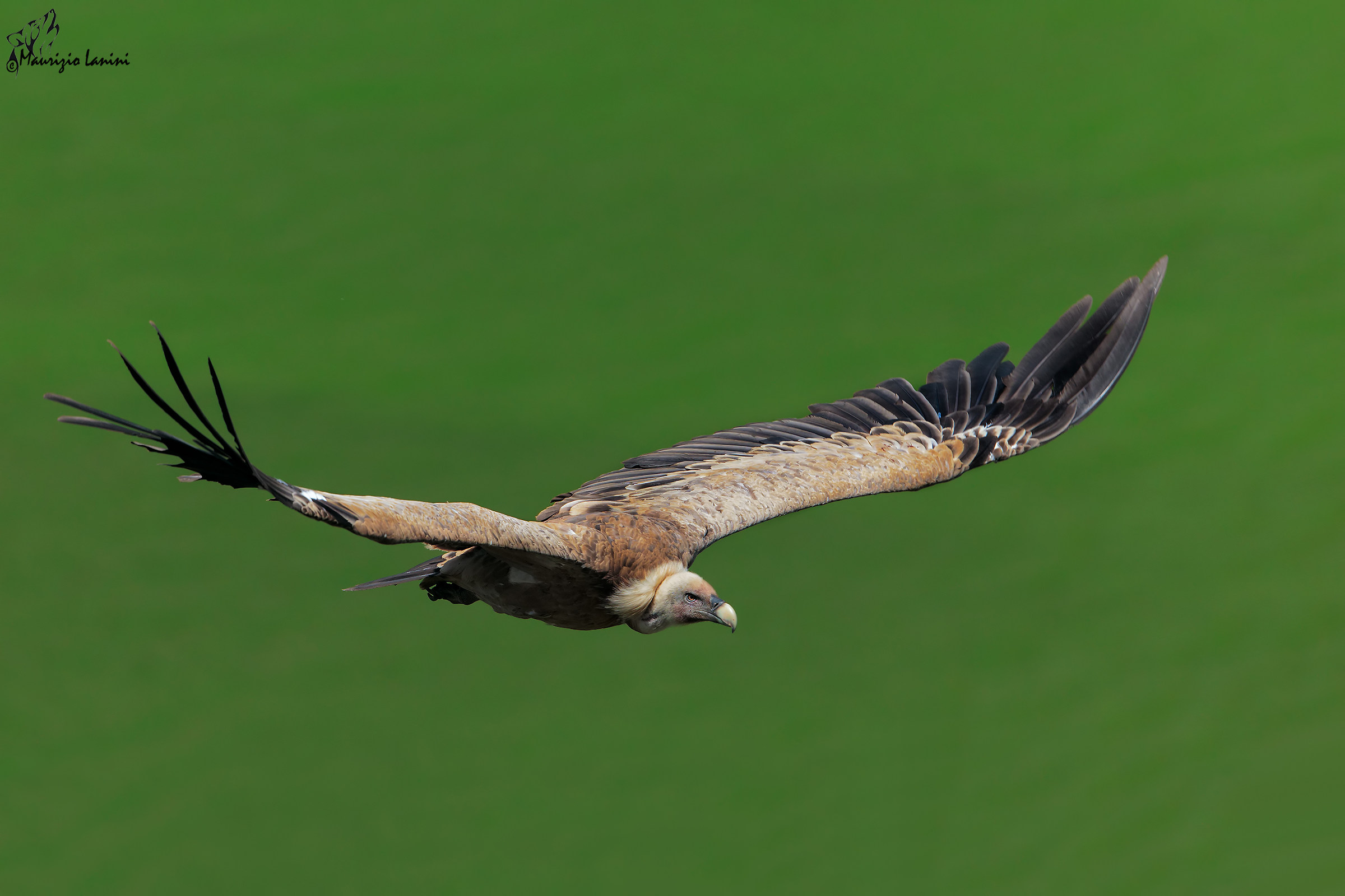 Gliding on the river Tajo