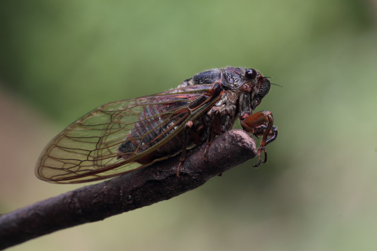 cicada