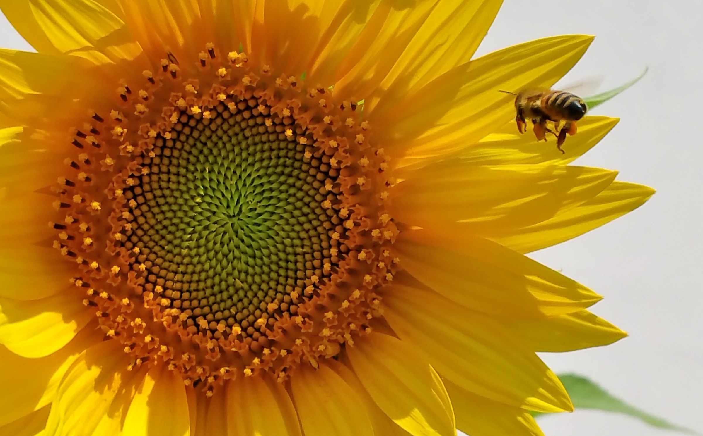 Girasole.....sto arrivando!!!