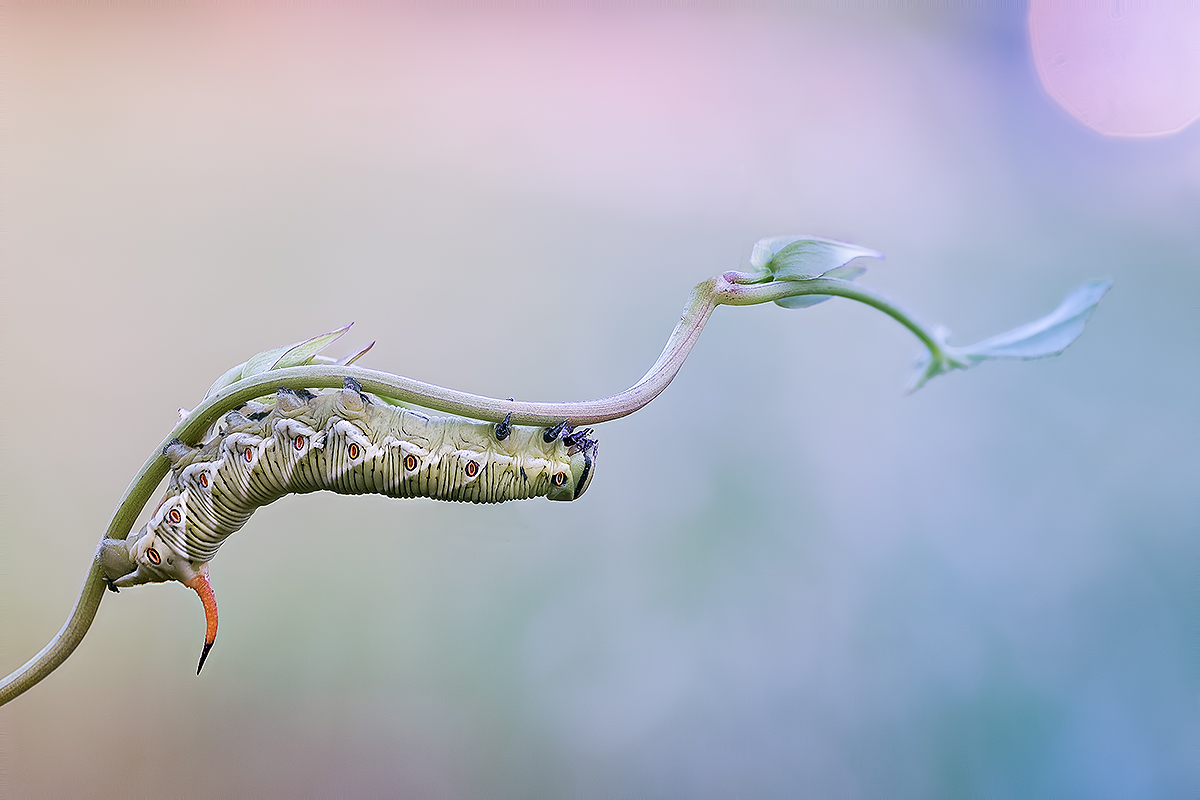 Agrius convolvuli (Linnaeus, 1758