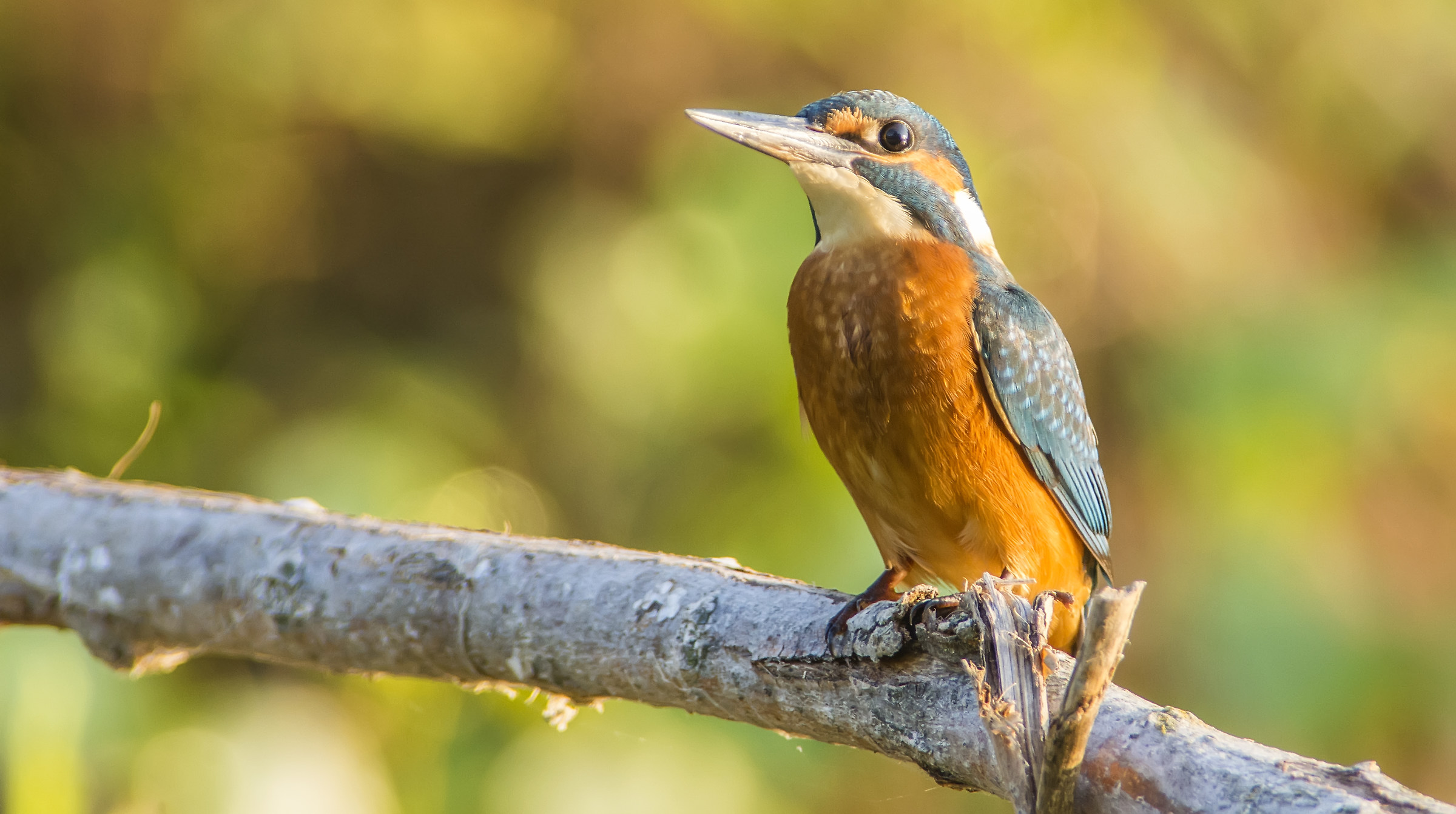 Kingfisher