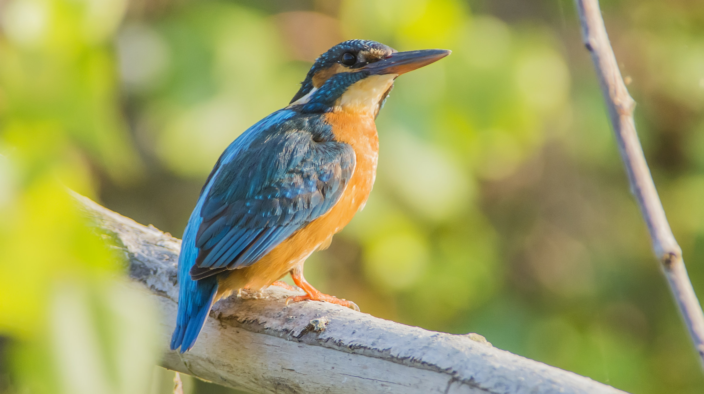Kingfisher