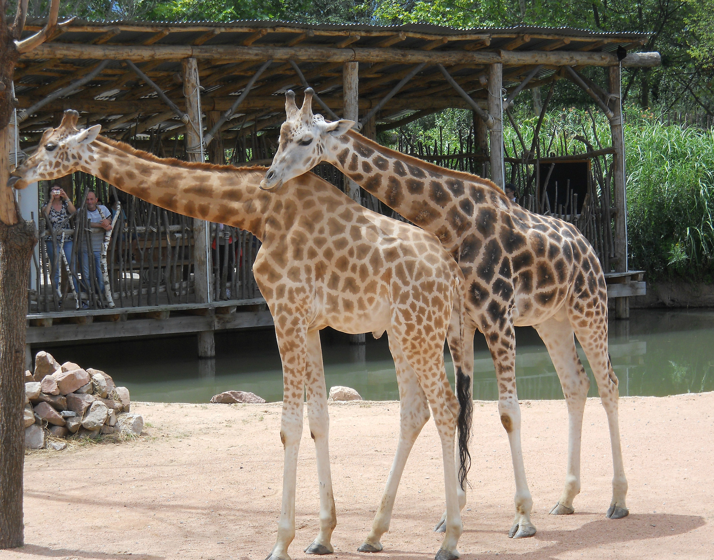 Giraffe allo Zoom di Cumiana
