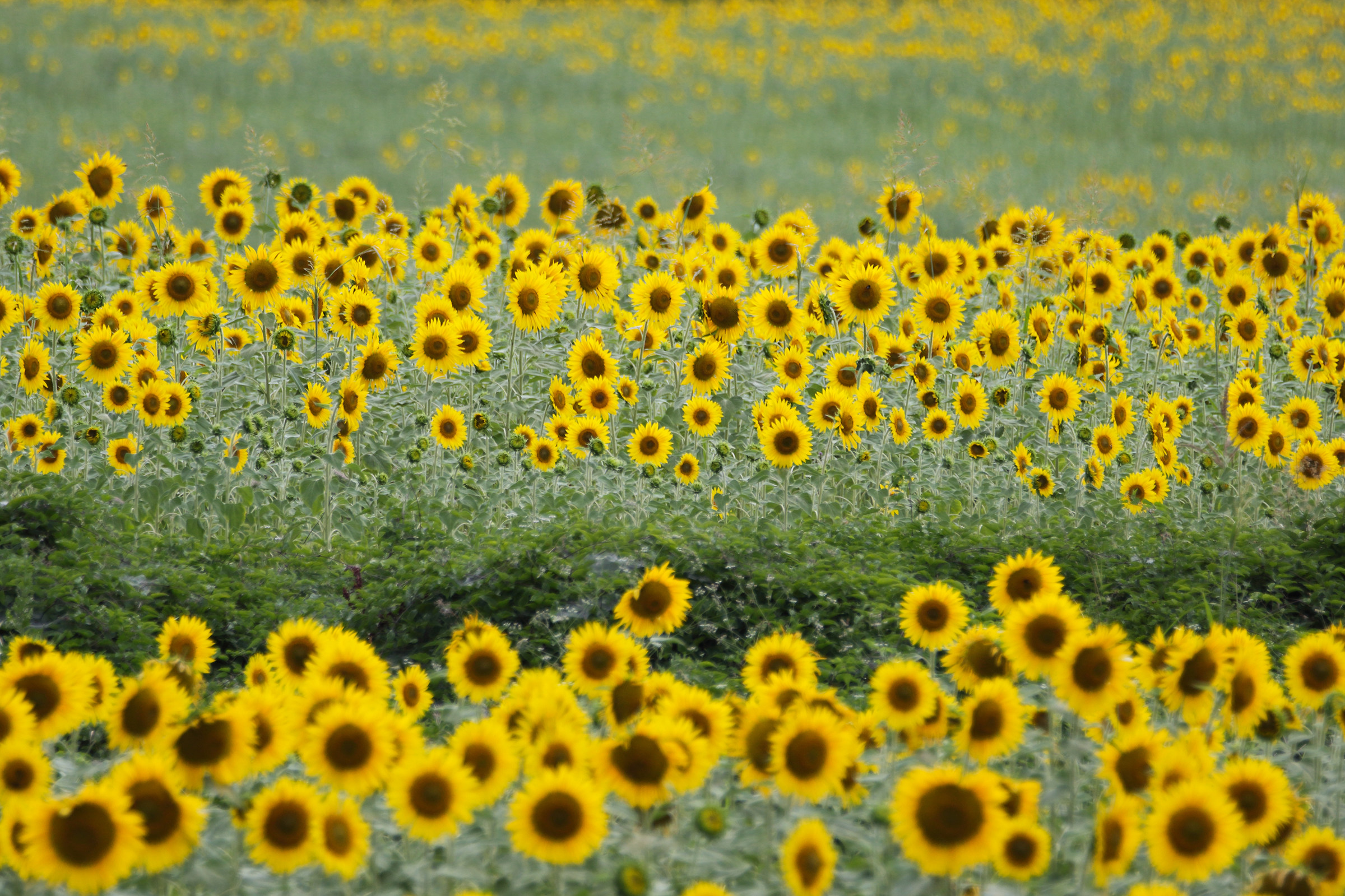 First Rays of the Sun