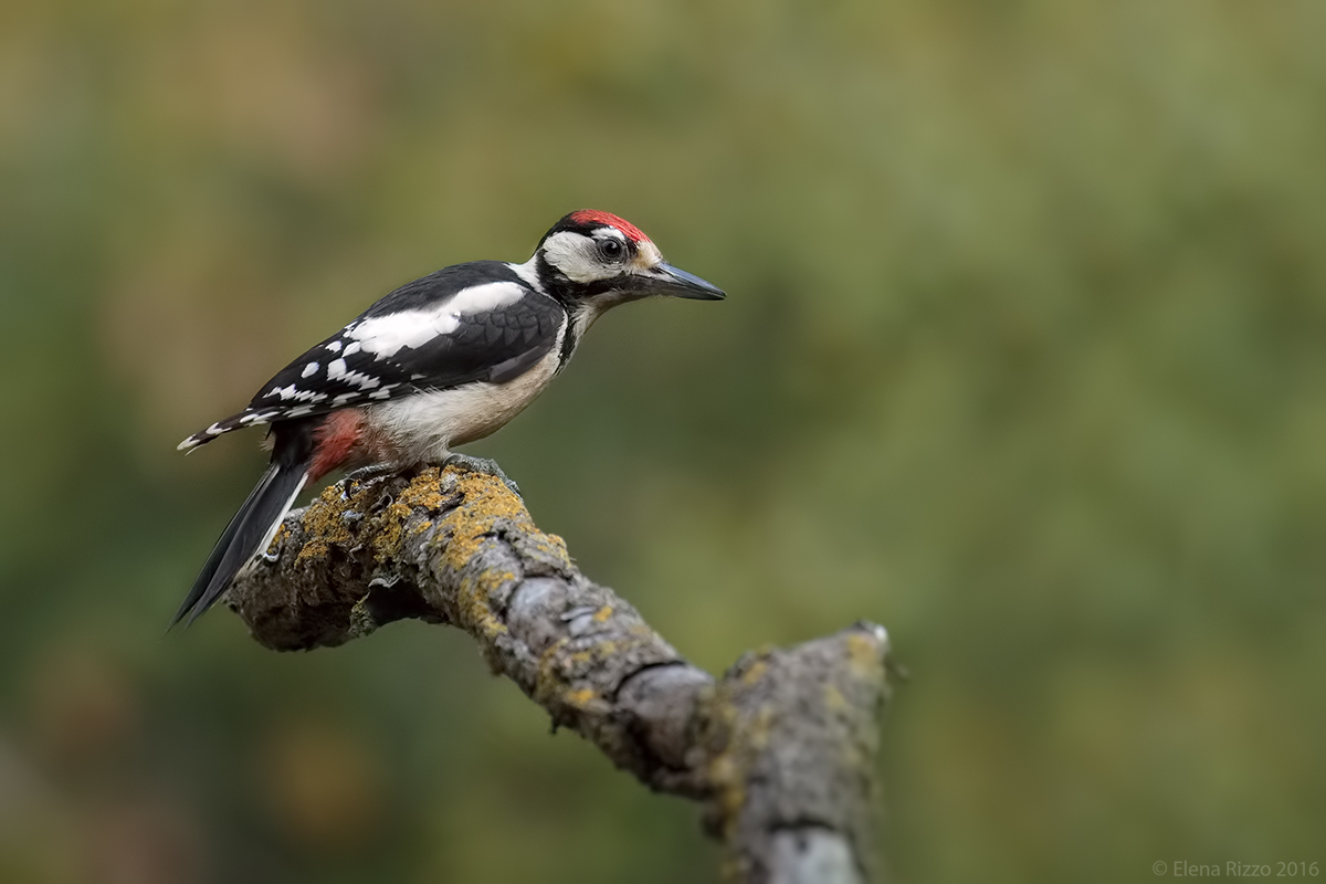 Picchio rosso maggiore