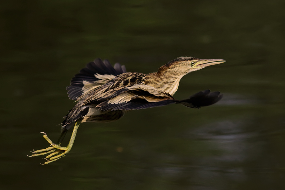 Piccolo di Tarabusino, prove di volo