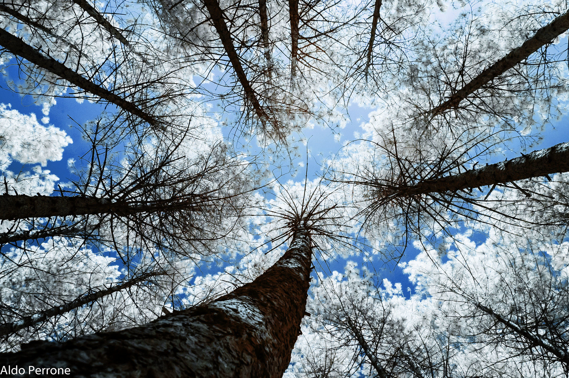 refriggerio to search from above in full Summer