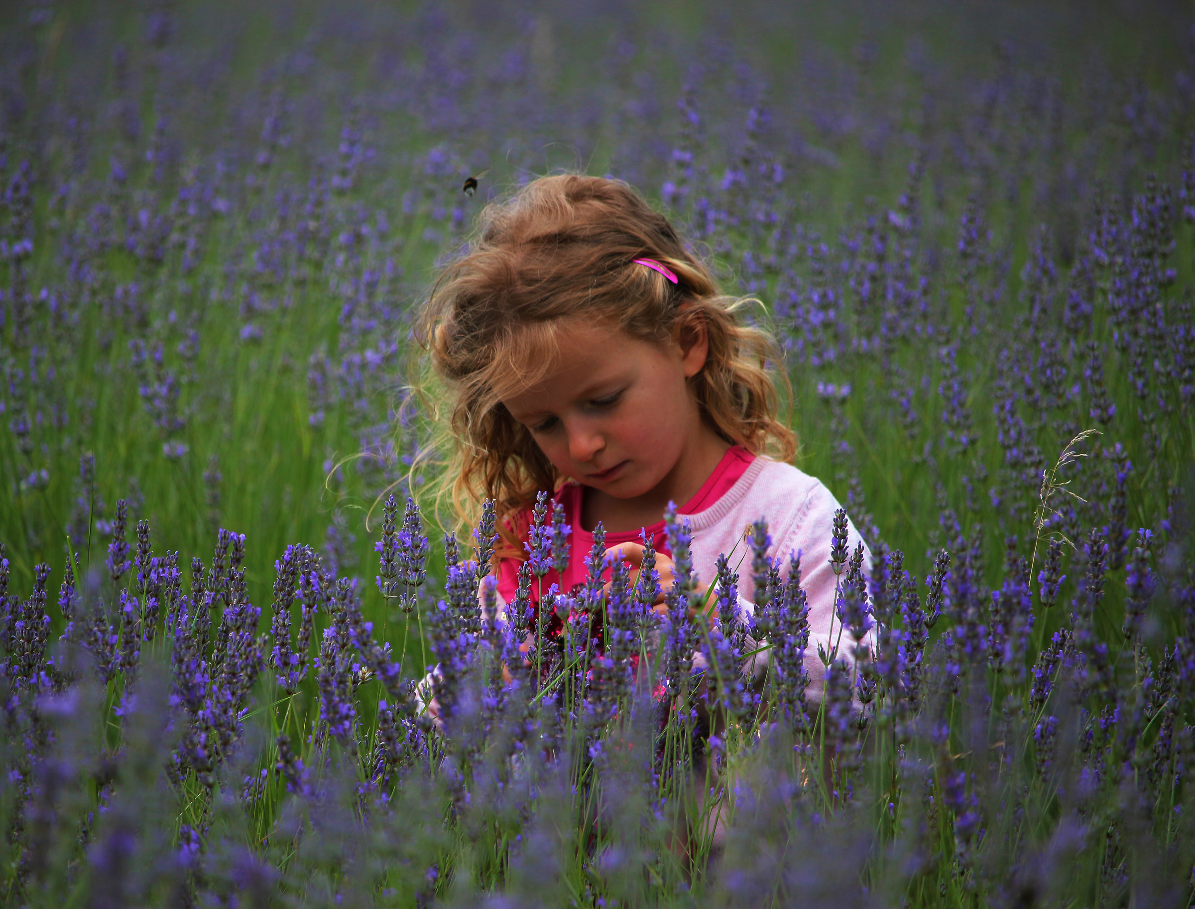 Dolcezza colore profumo.....