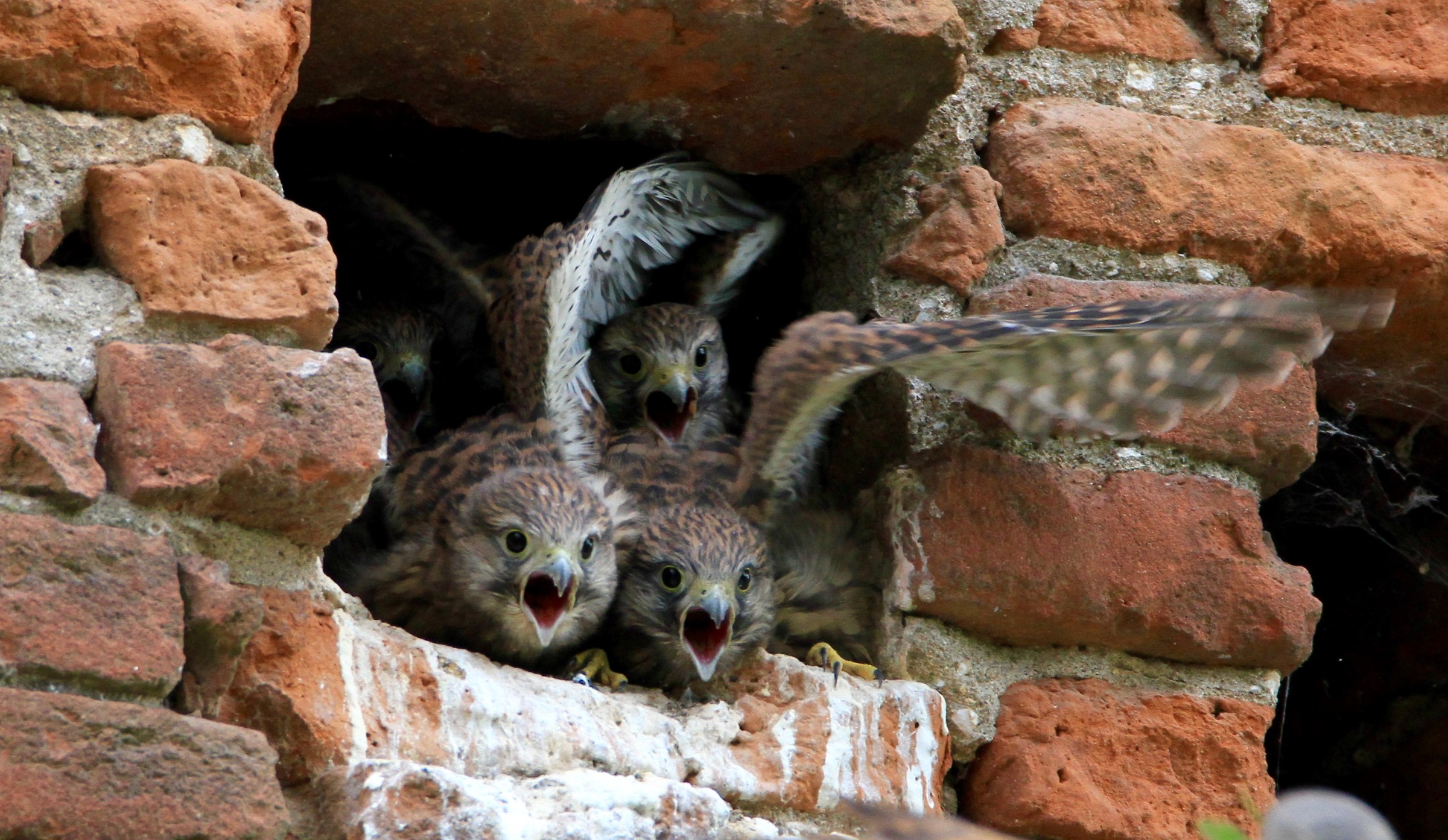 chicks kestrel