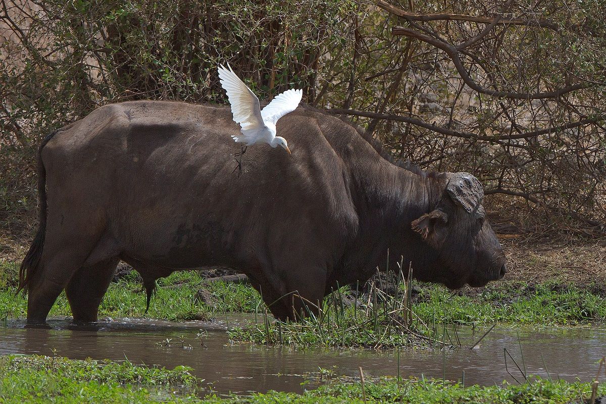 Vecchio Bufalo con guardabuoi