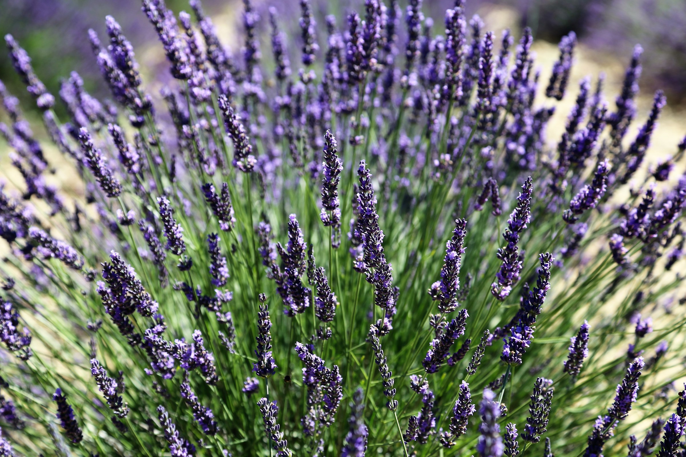 Lavanda2