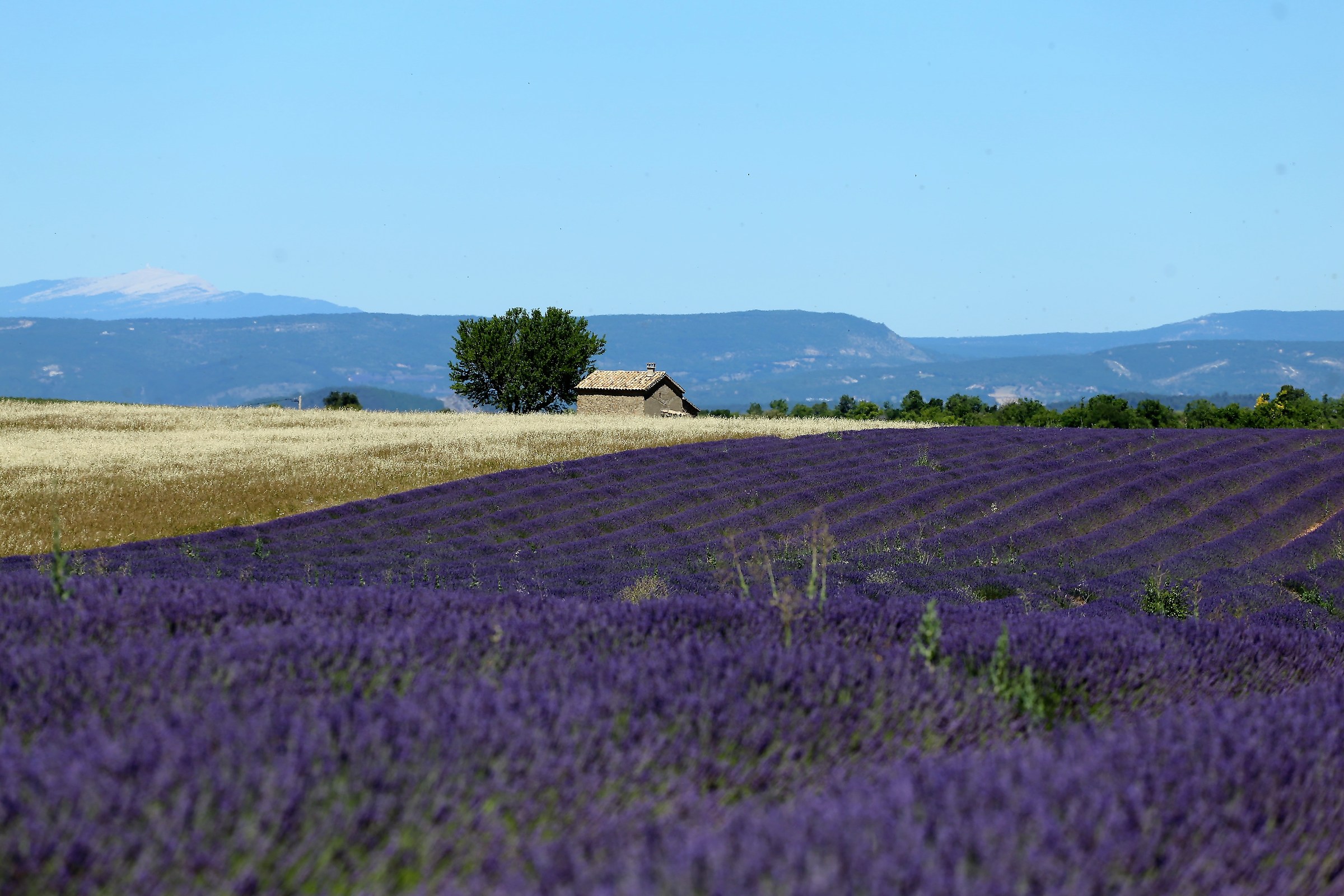 Paesaggio di Provenza