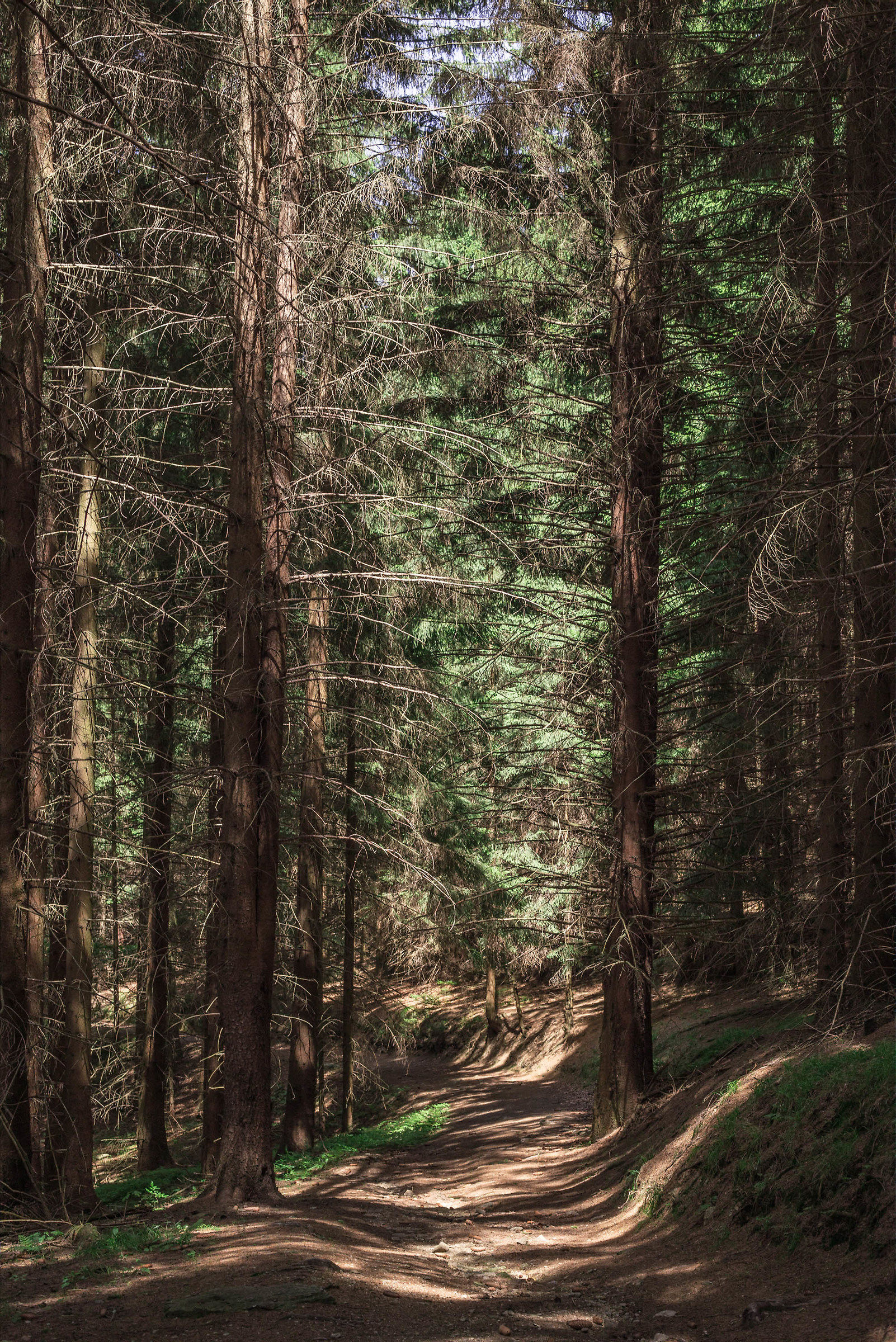 Il percorso da qualche parte in oro Monti