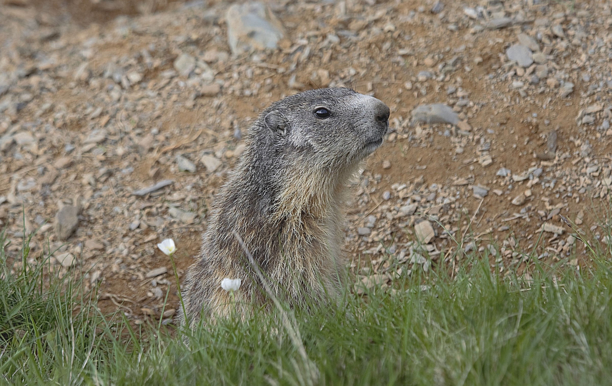 Marmotta