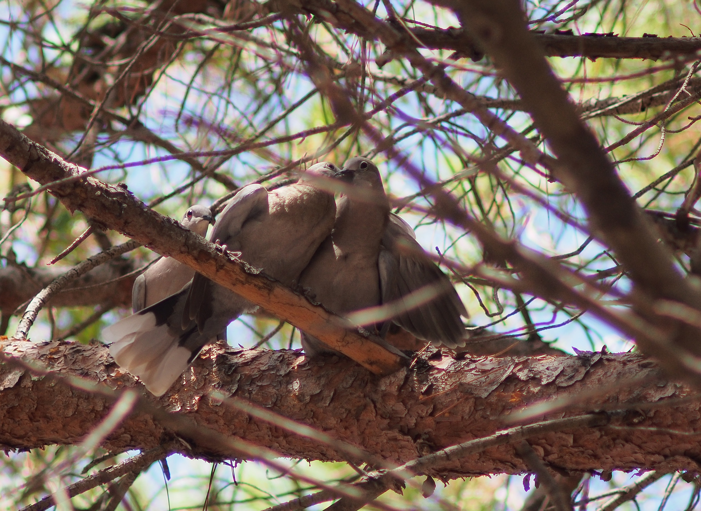 Sposini che al mattino amoreggiano (con guardone)