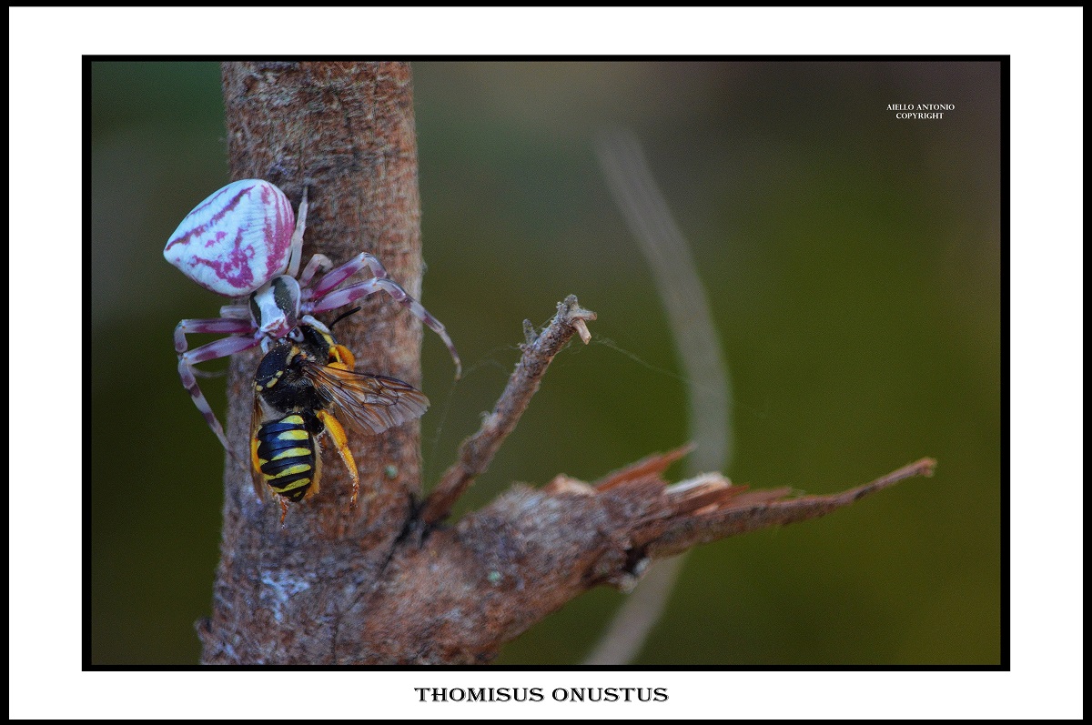 Thomisus onustus