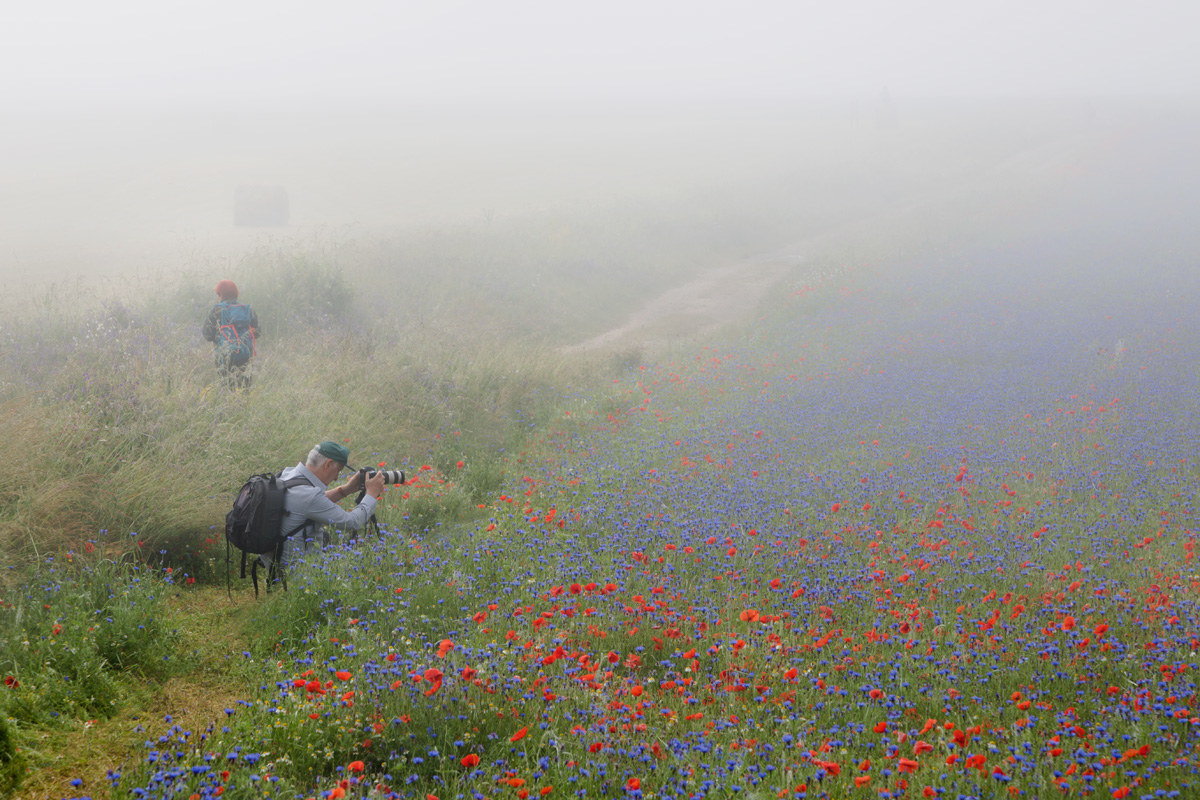 Still foggy on the flowering