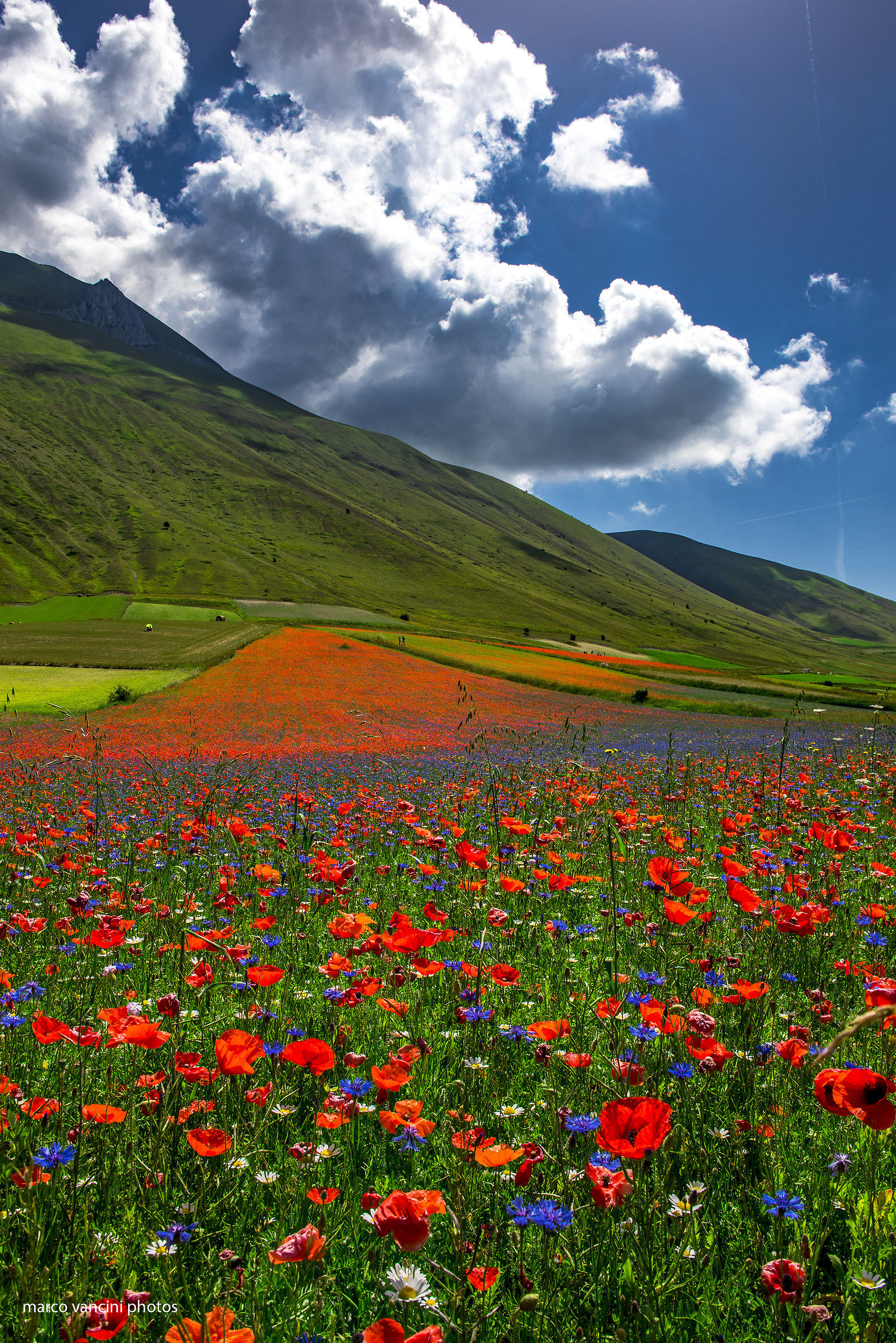 Flowering in Castelluccio