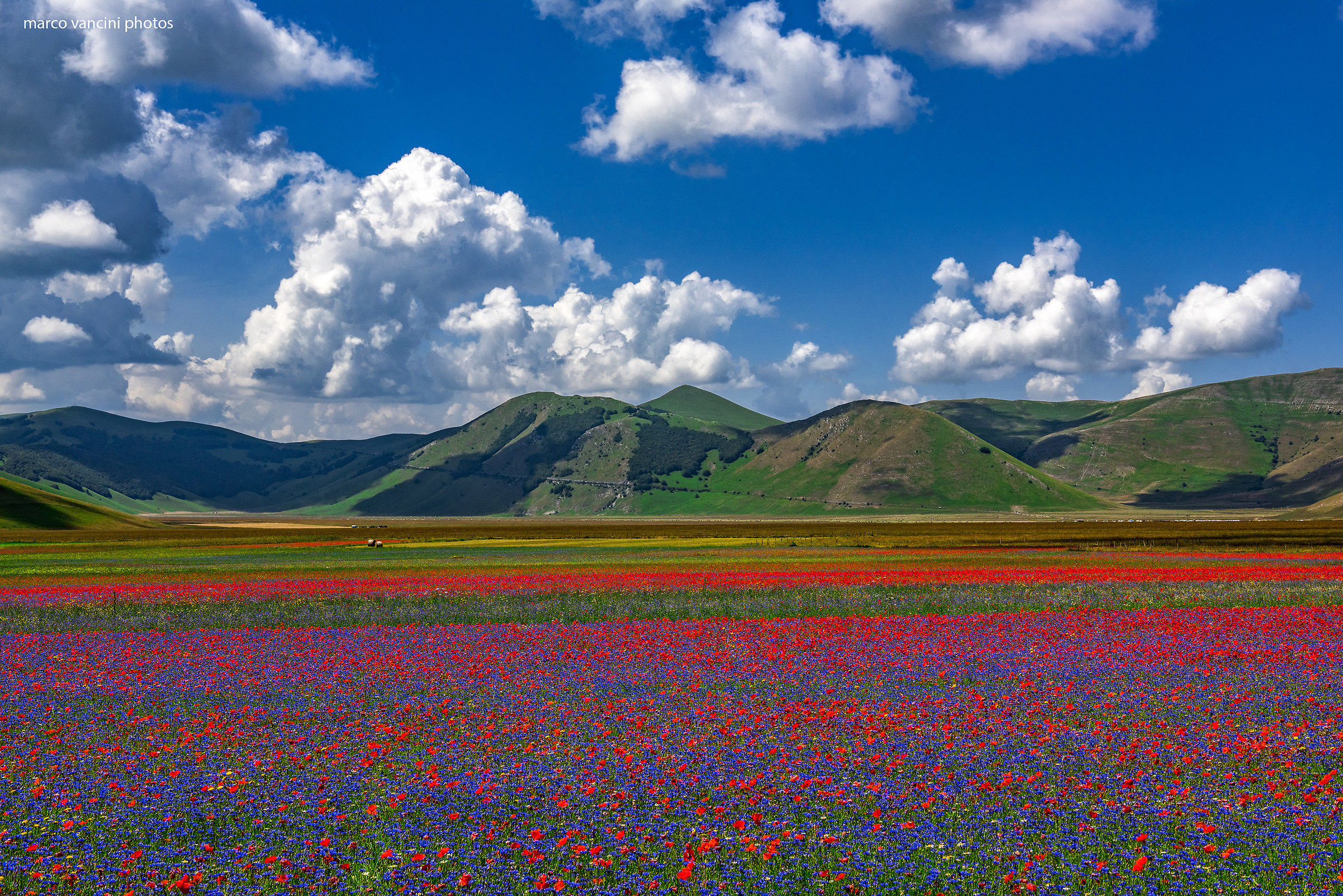 Flowering in Castelluccio