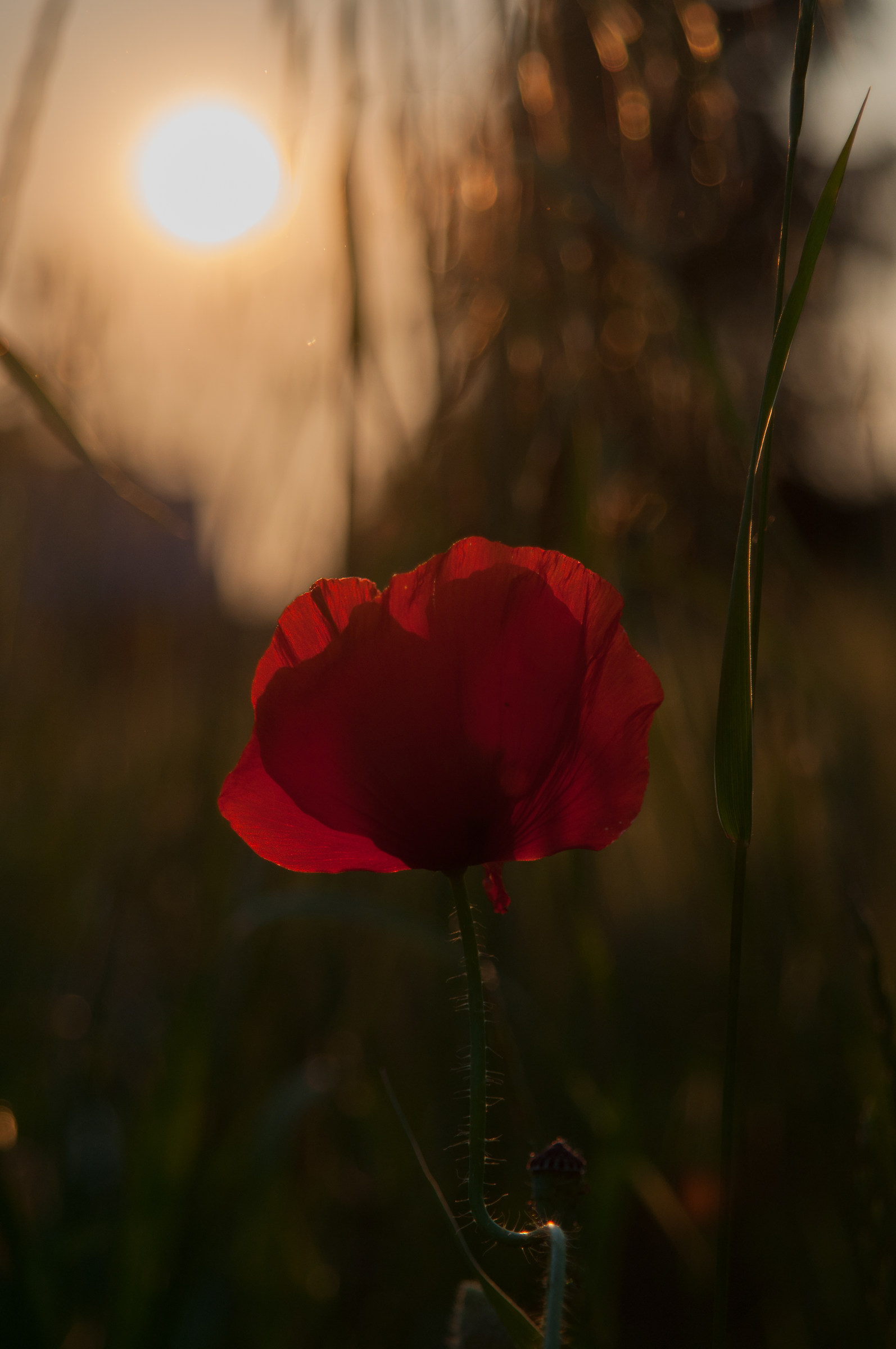 Poppy at sunset