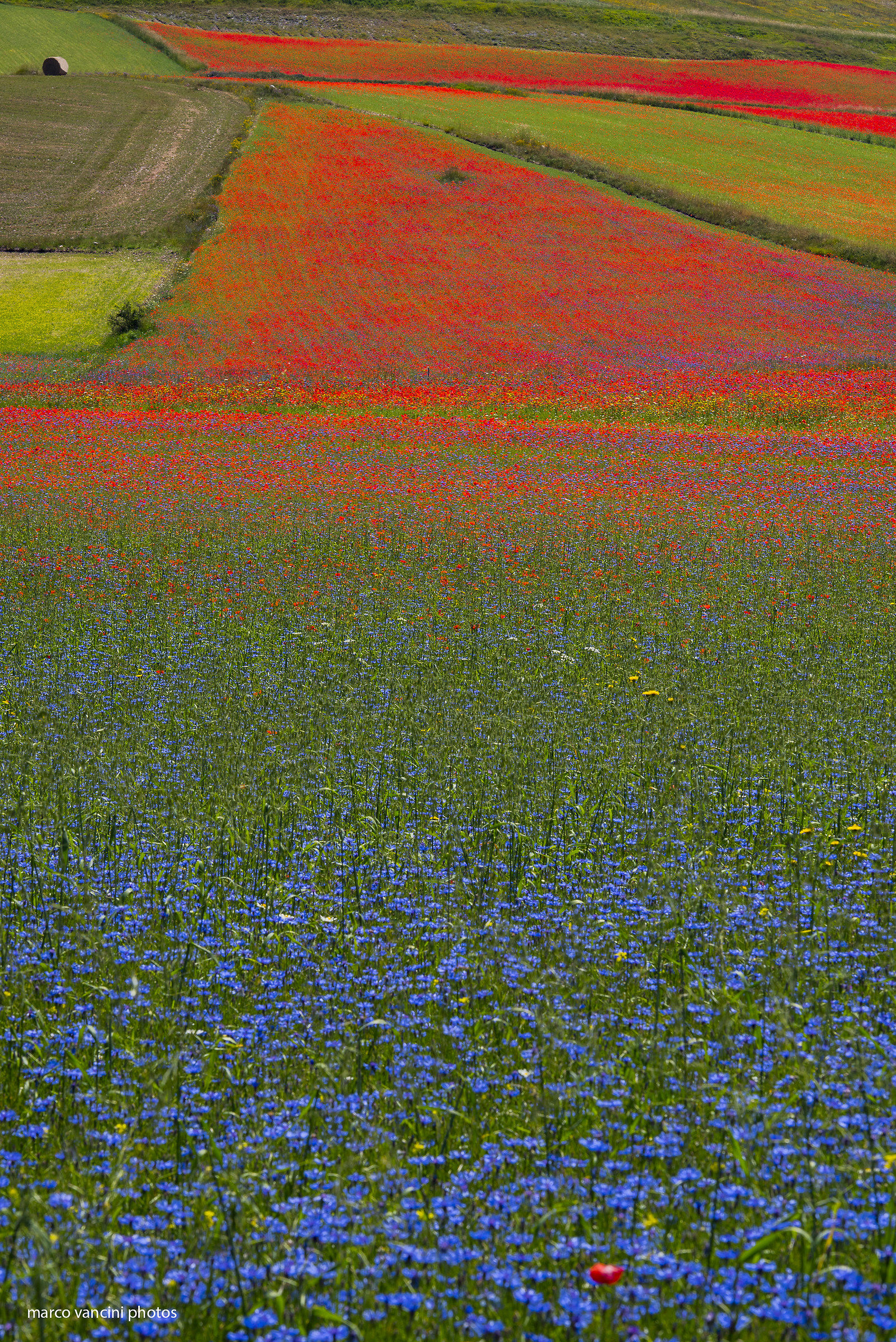 Flowering in Castelluccio