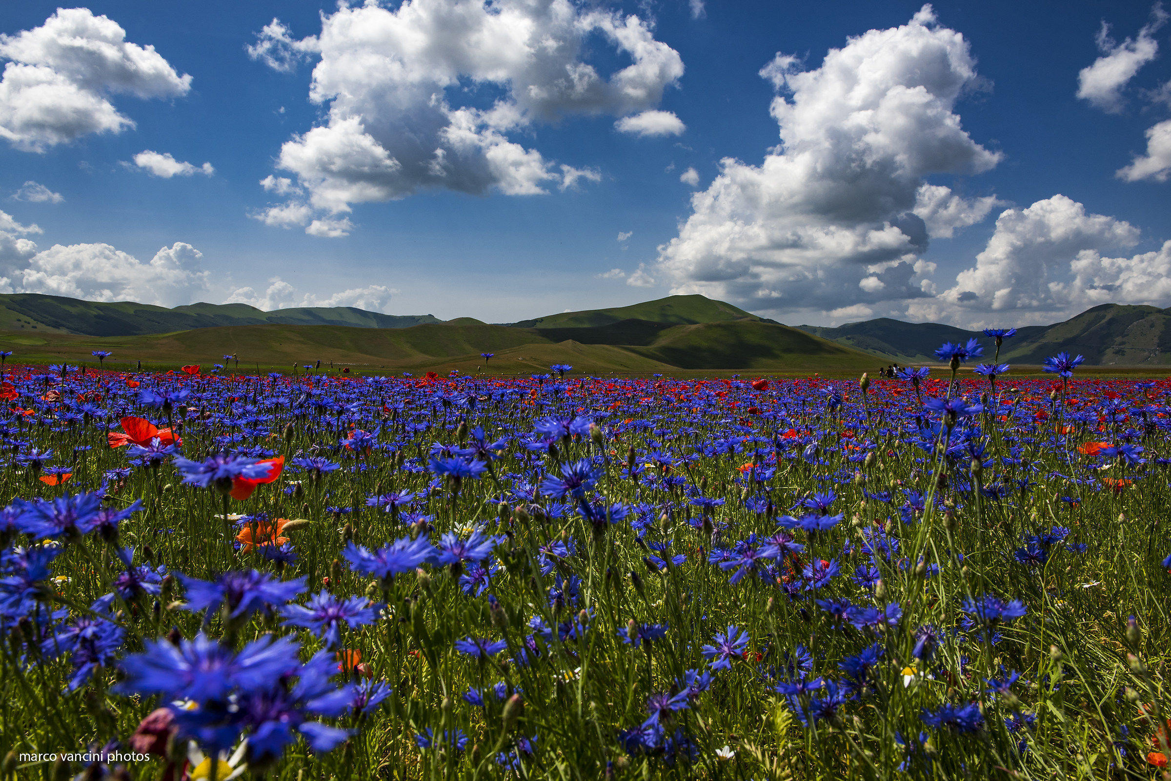 Flowering in Castelluccio