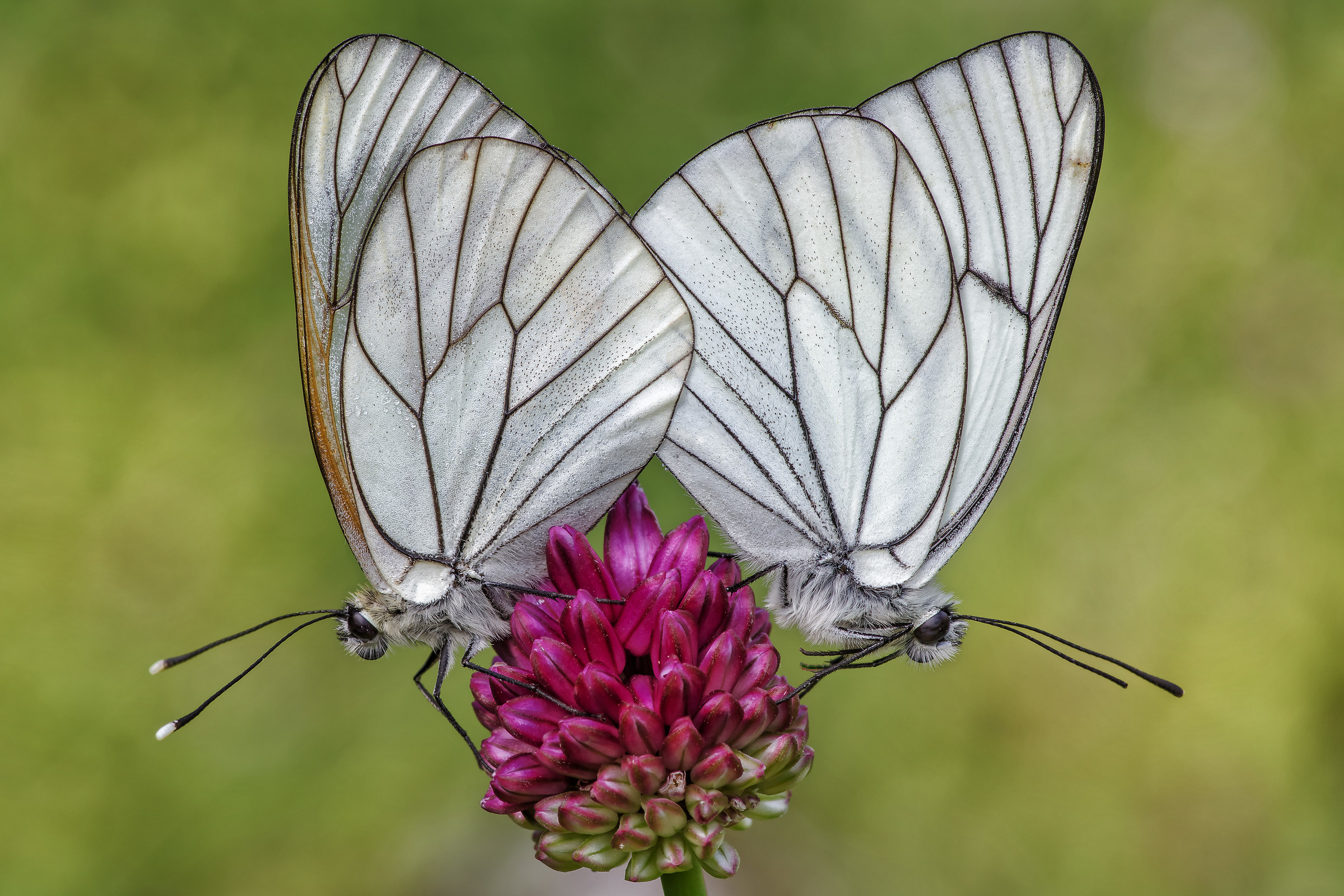 Coppia di Aporia crataegi in accoppiamento
