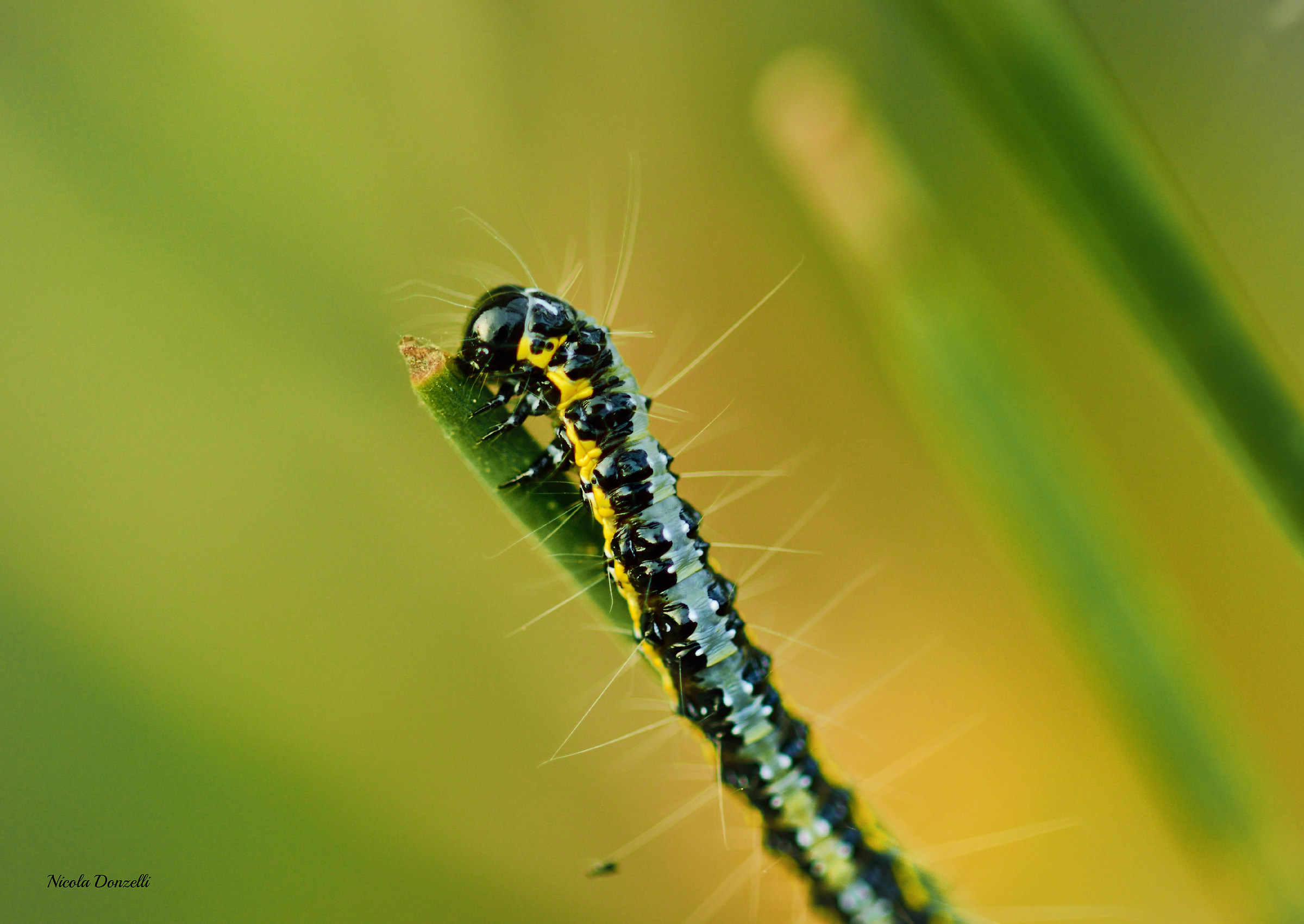 Il bruco della ginestra