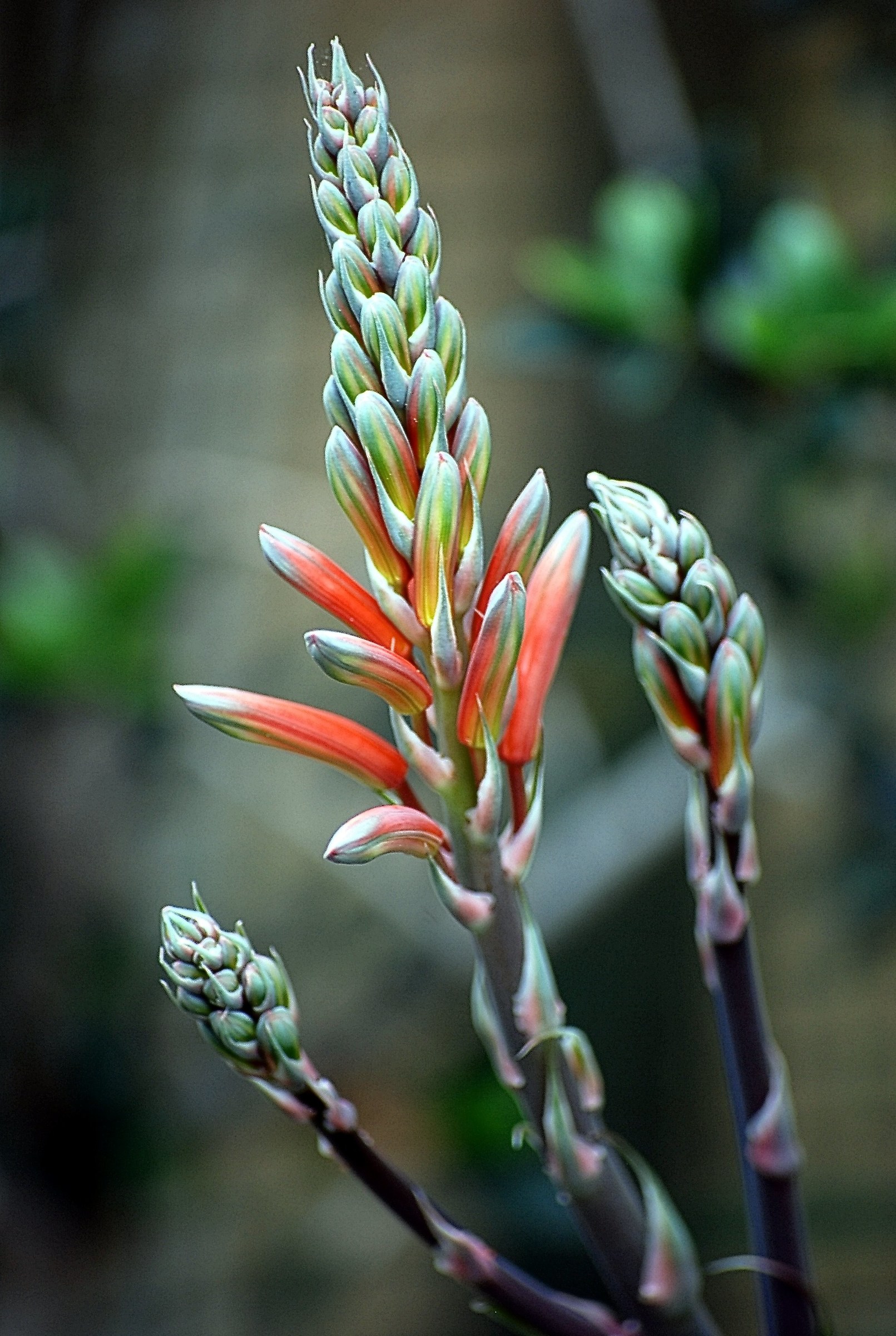 Aloe descoingsii X haworthioides