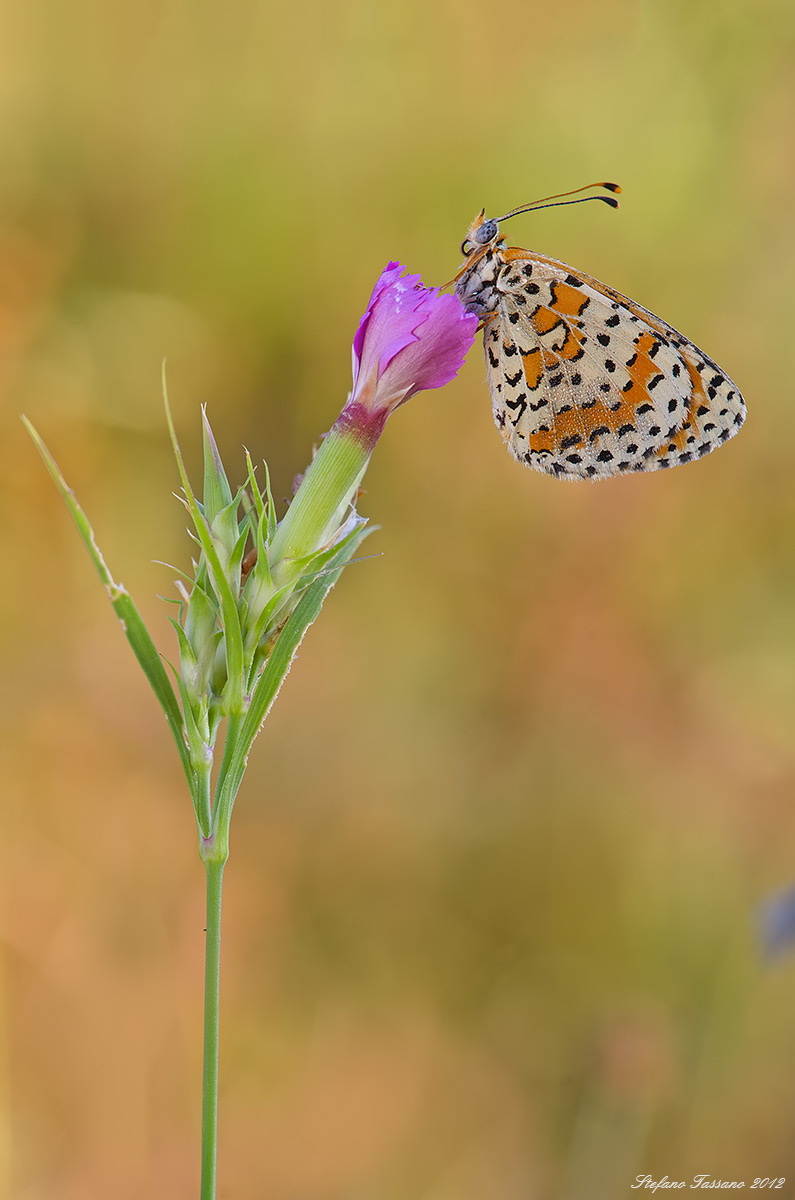 melitaea didyma