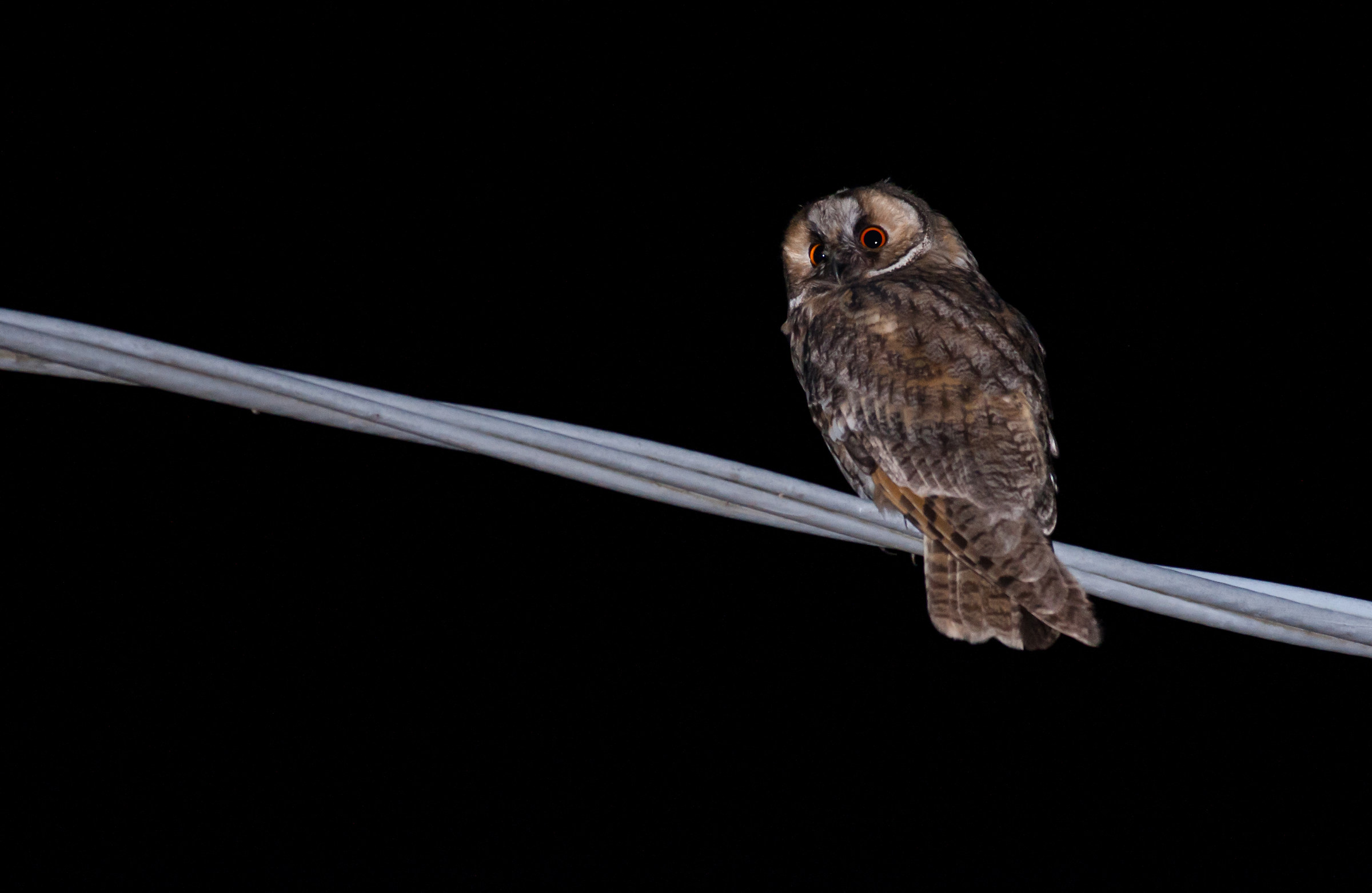 eared owl among the houses