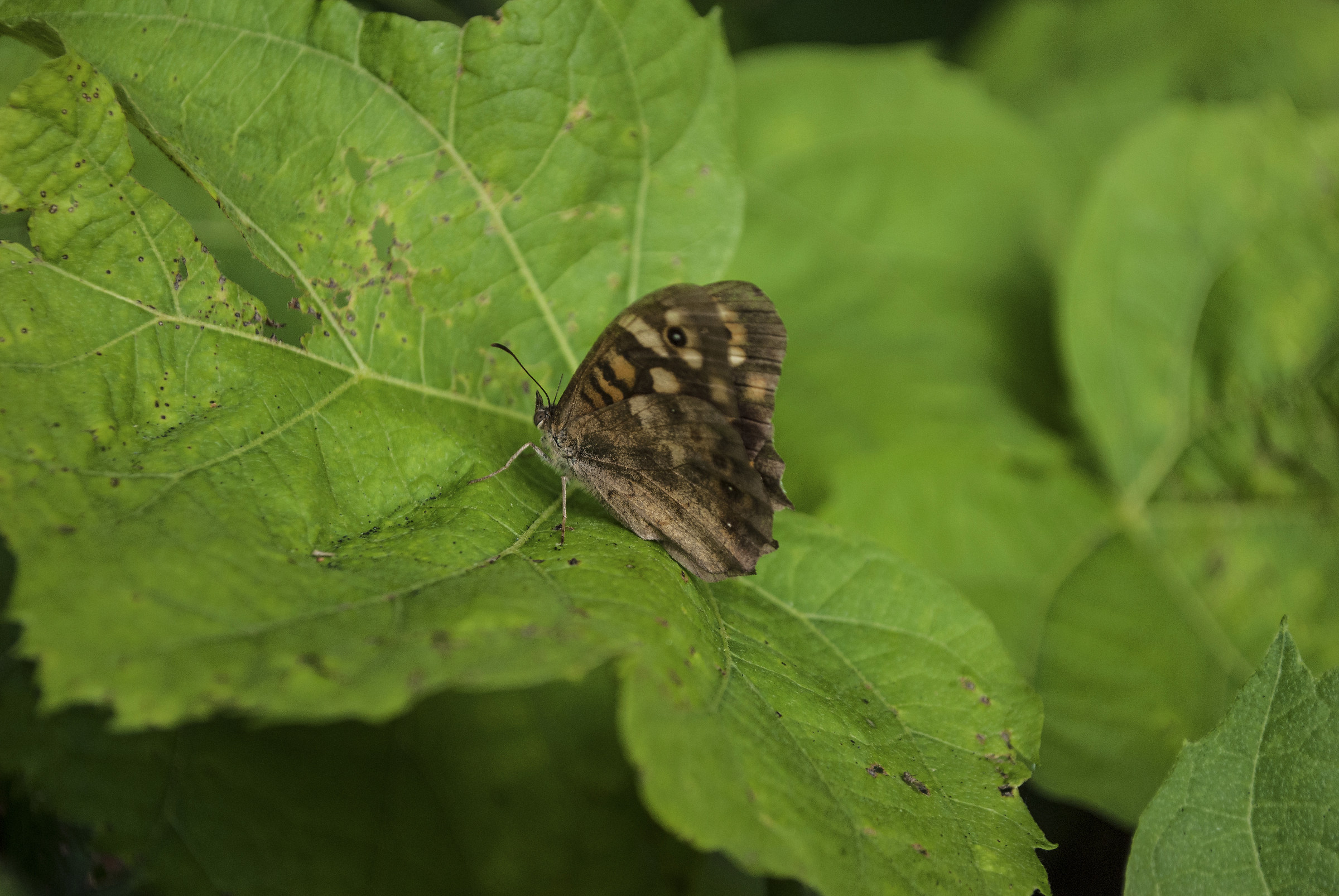 Una splendida farfalla