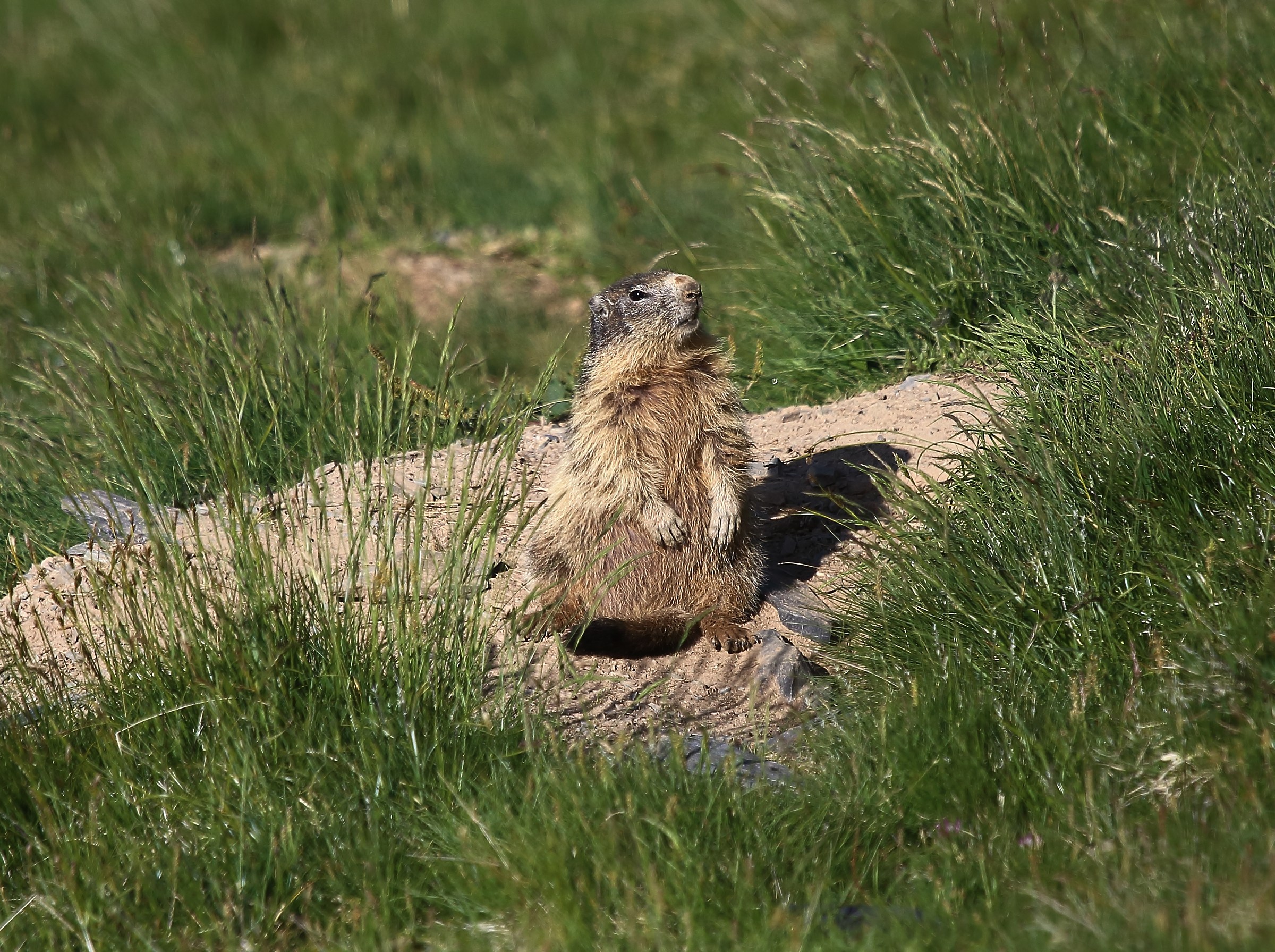 Marmotta alle prime luci dell'alba