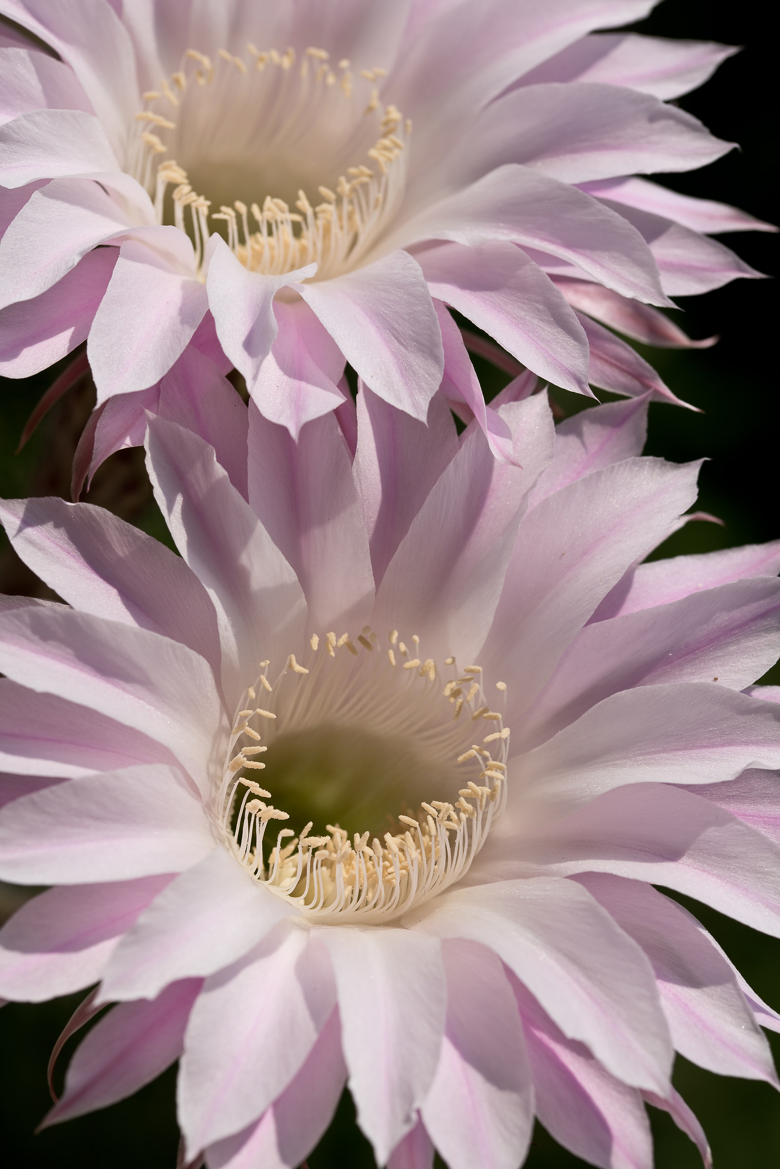 cactus flower in July 2016