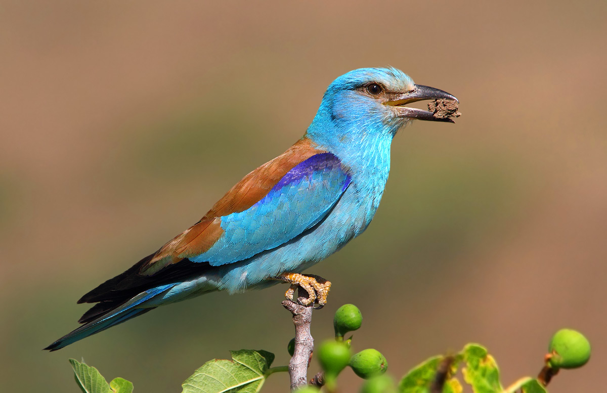 European roller