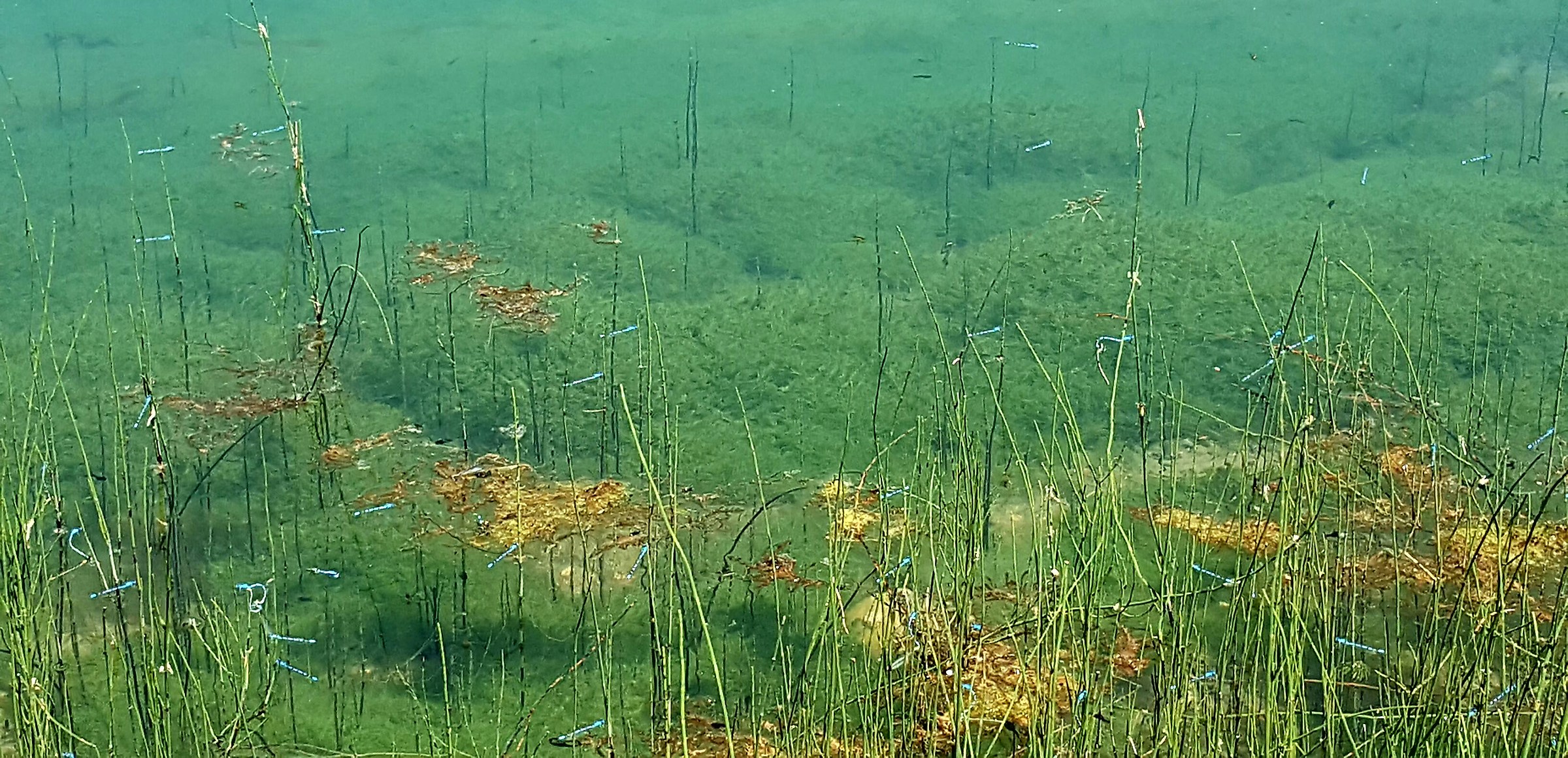 A lake of libellule- Marinzen