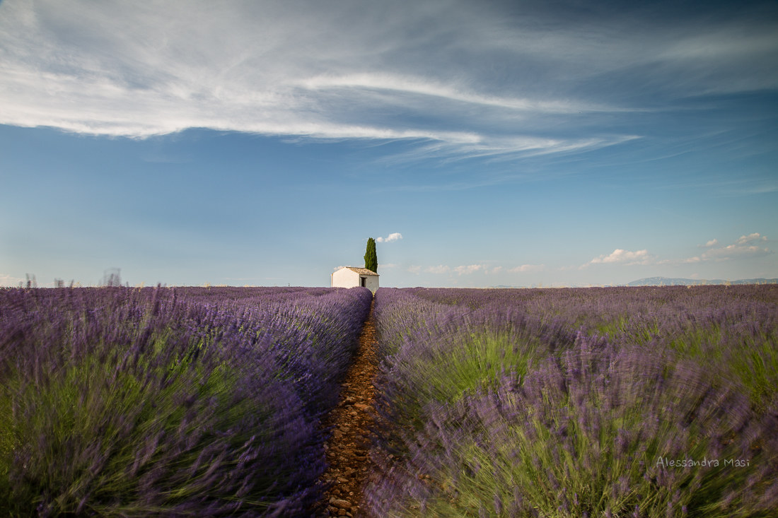 Wind on Lavender