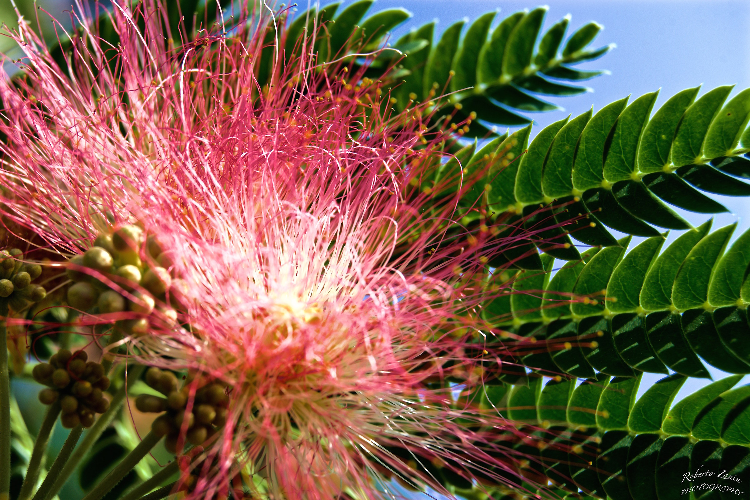 Hunting for acacias before ........