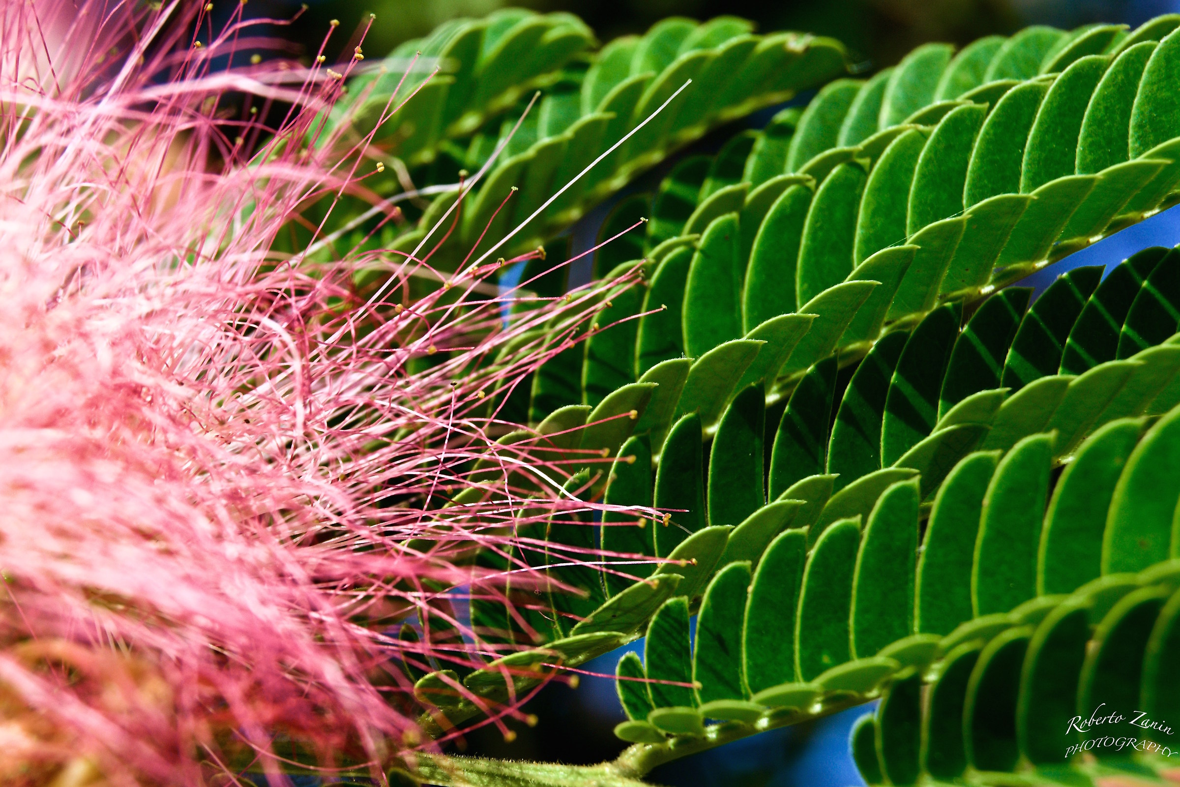 Hunting for acacias third ........