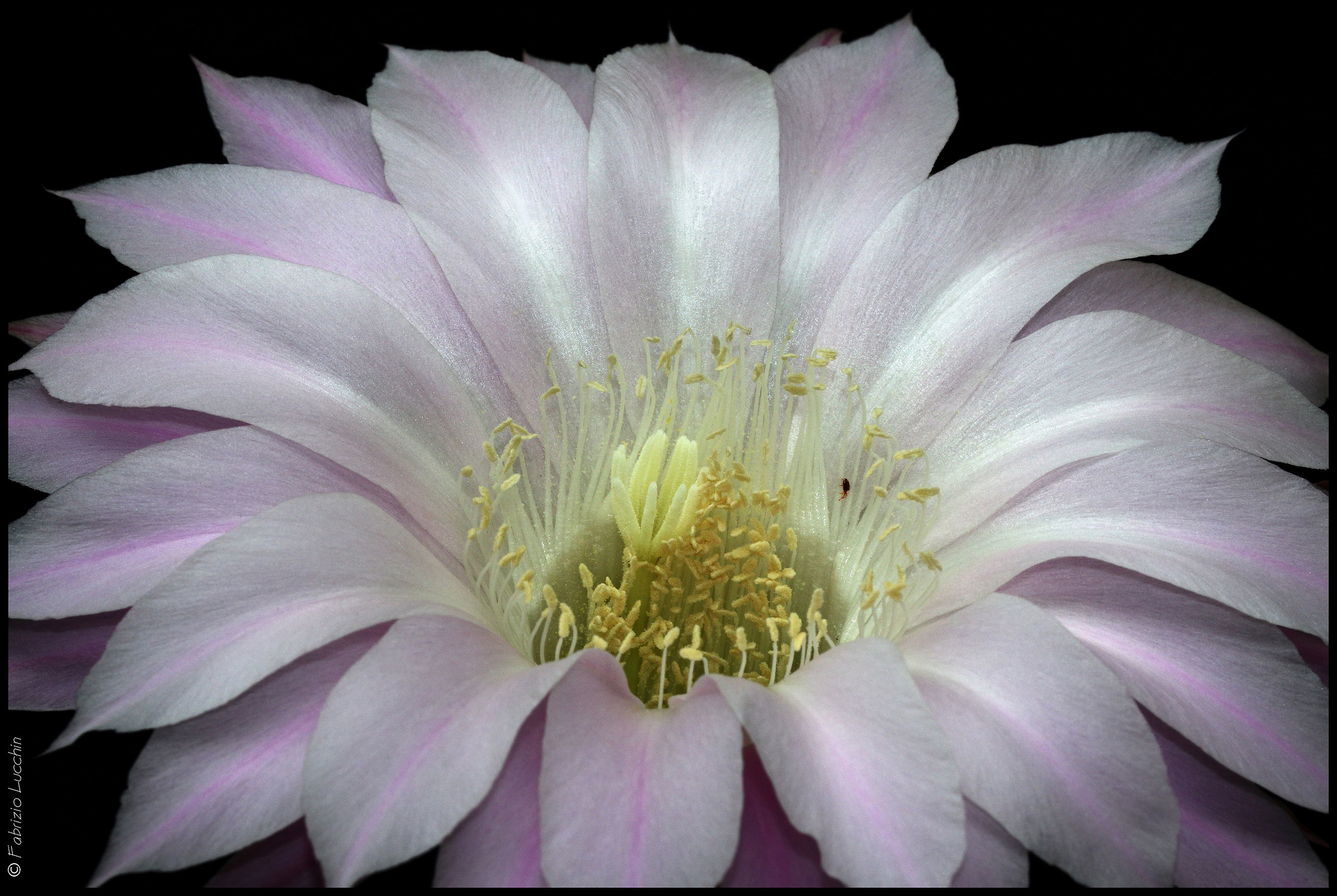 Echinopsis oxygona con ragnetto