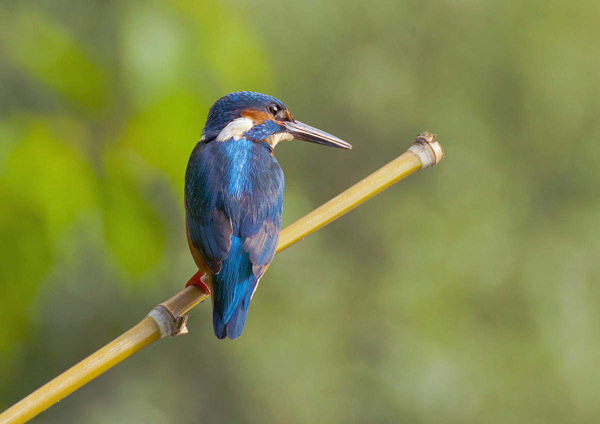 mi son fatto una canna ( di bambù ) 1