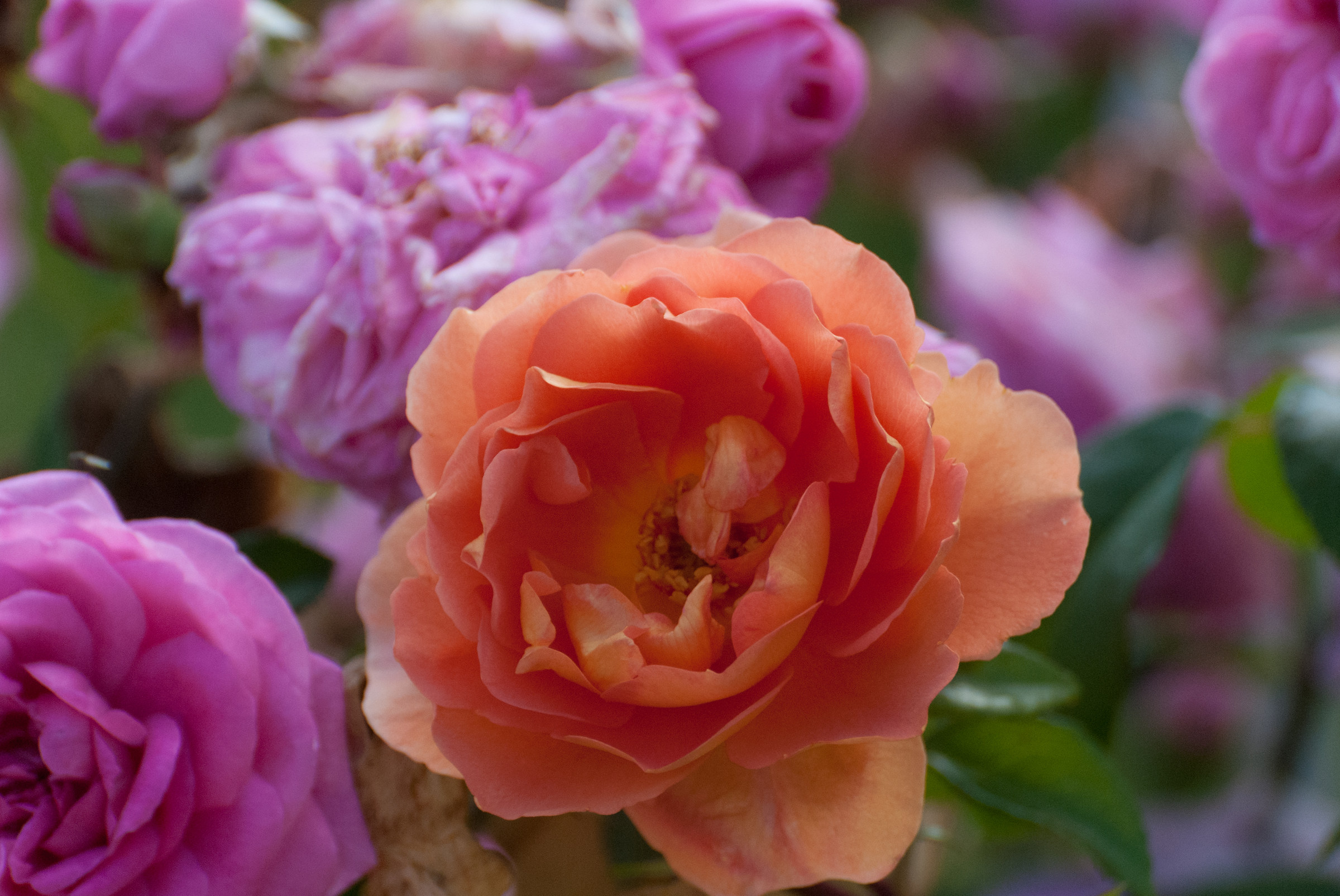 Roseto Santa Giustina 2013