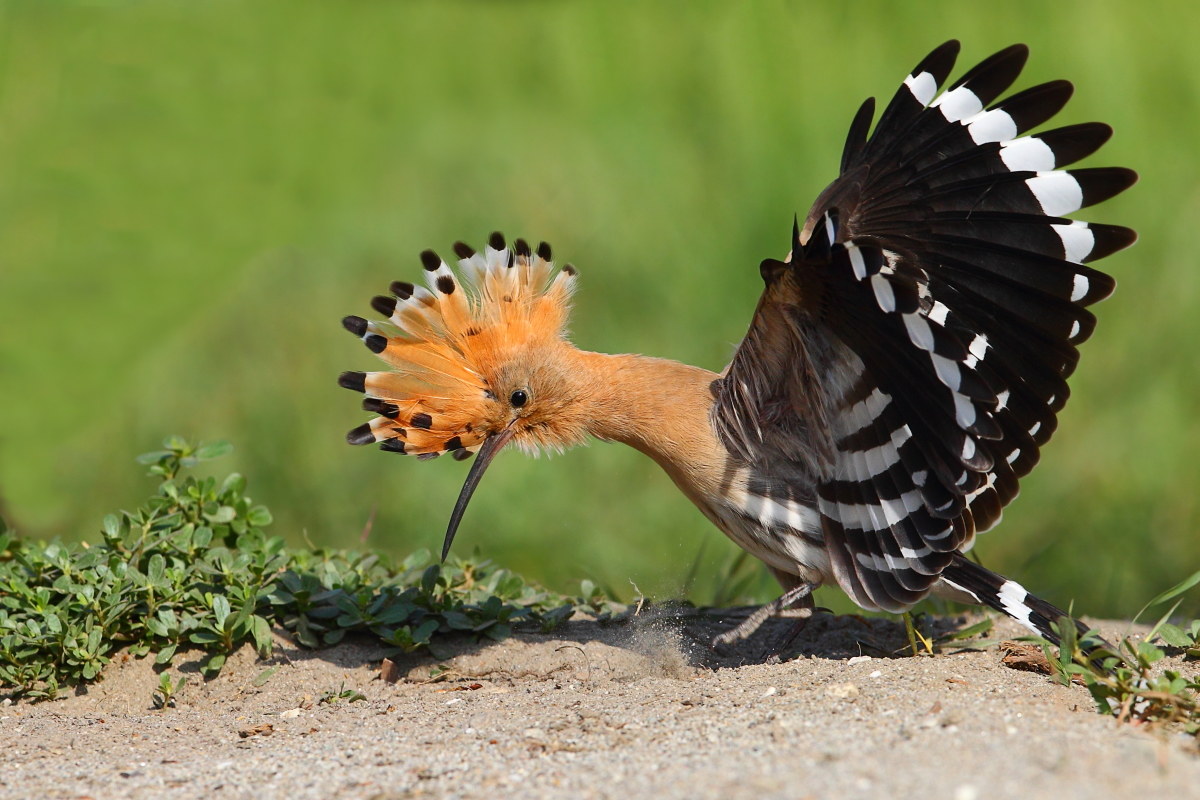 Hoopoe