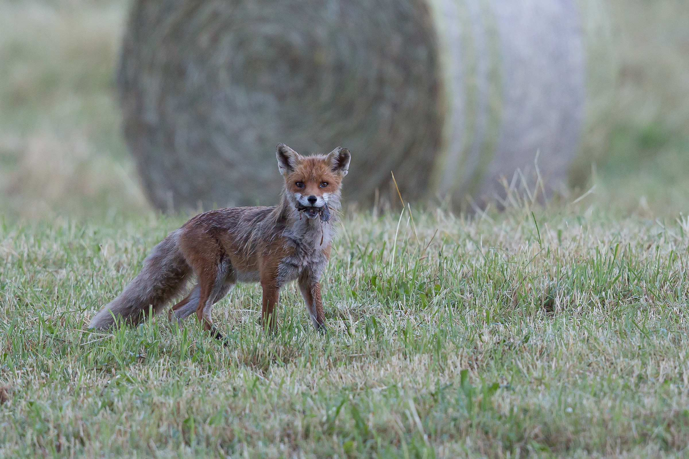 Fox,back from the hunt.
