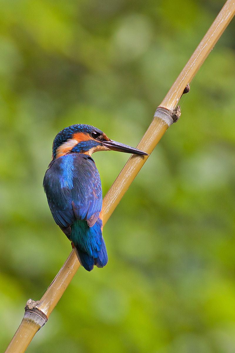 mi son fatto una canna ( di bambù ) 2
