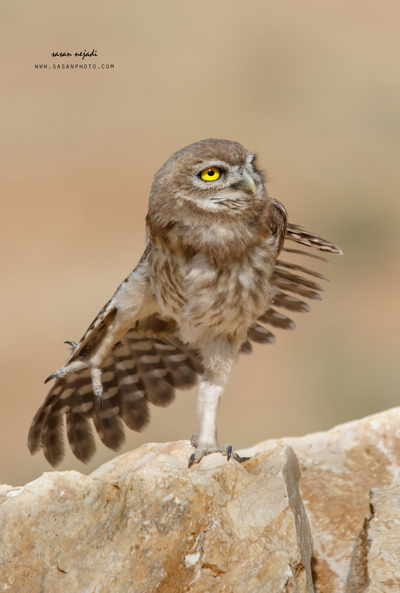 Little owl